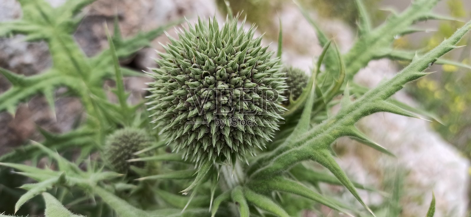 南Globethistle (Echinops ritro)照片摄影图片