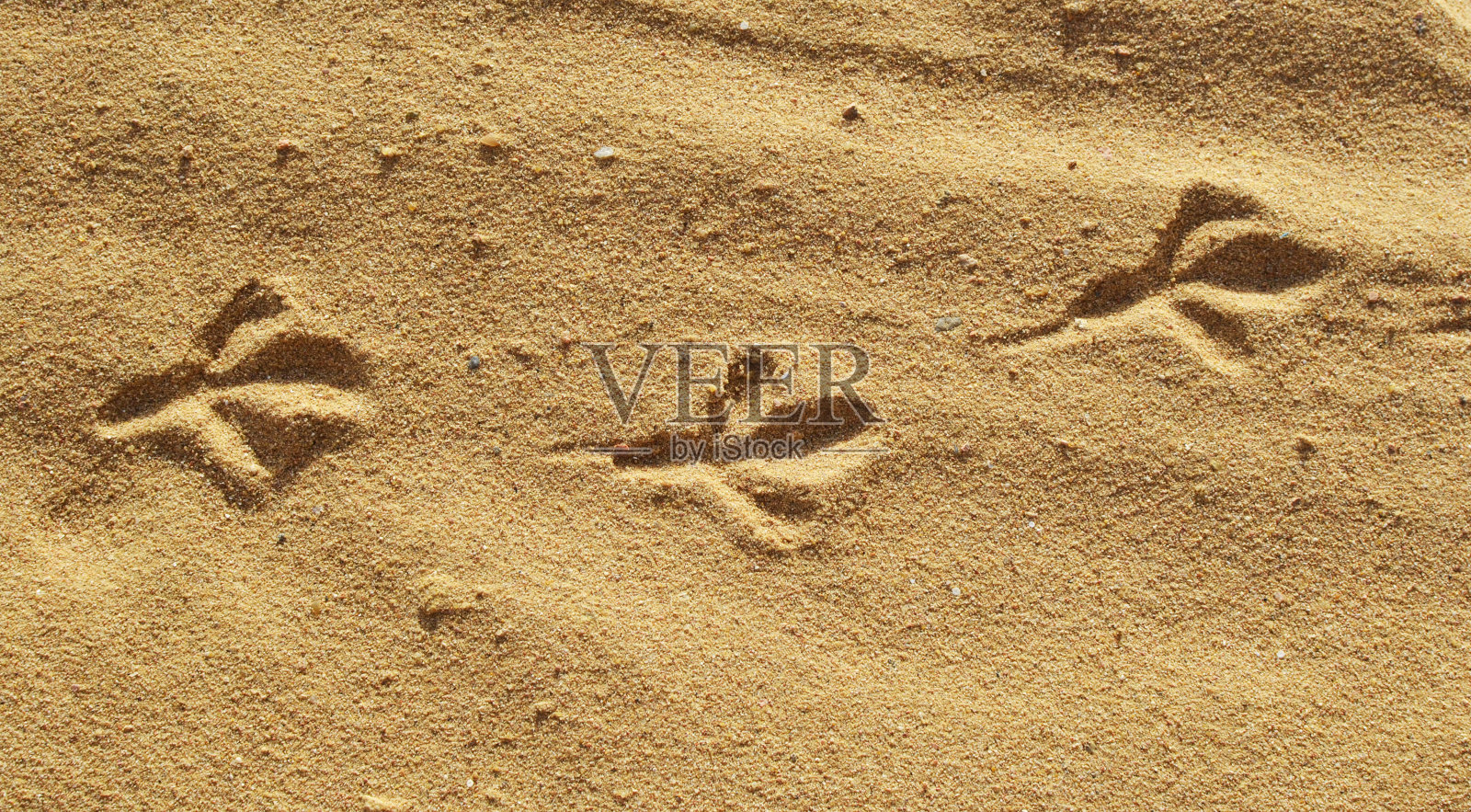 晴天沙滩鸟足迹照片摄影图片