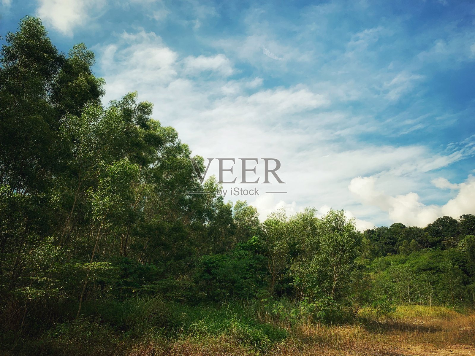 从远处看到美丽的蓝天和树木。照片摄影图片