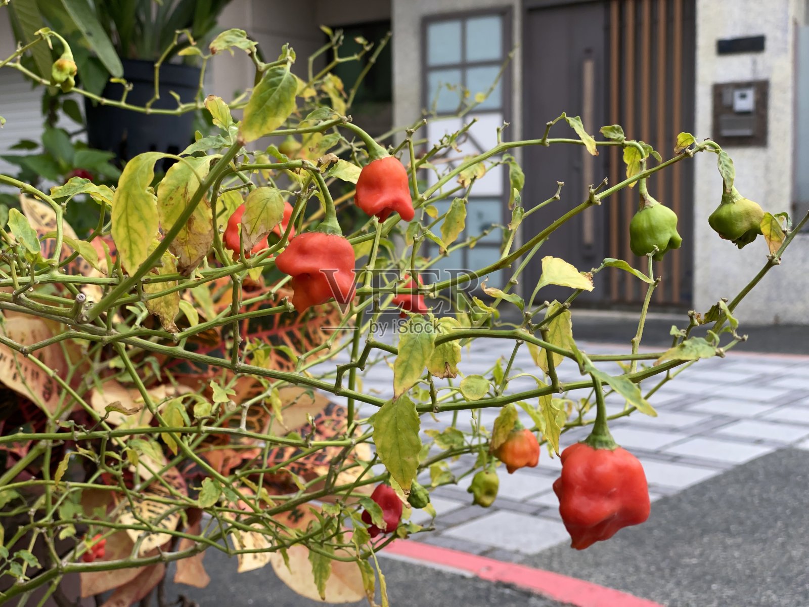 中国的灯笼植物也被称为酸浆照片摄影图片