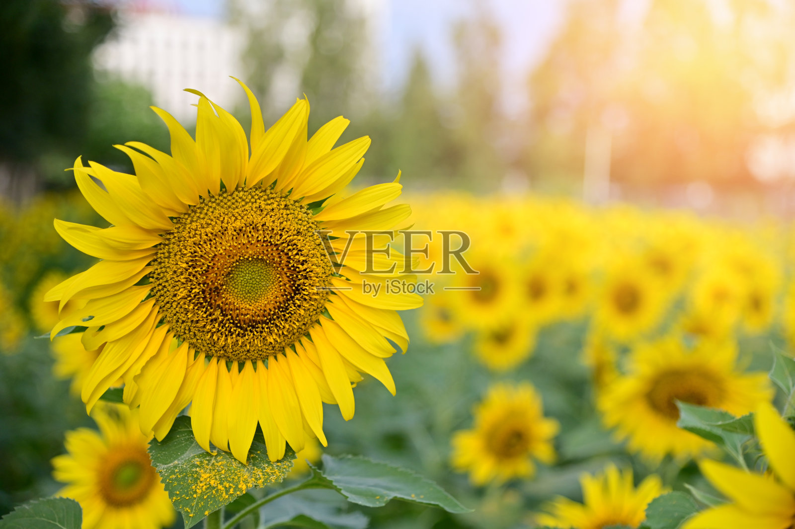 新鲜的向日葵盛开在清晨的阳光照耀下，与大自然的背景在花园，泰国。照片摄影图片