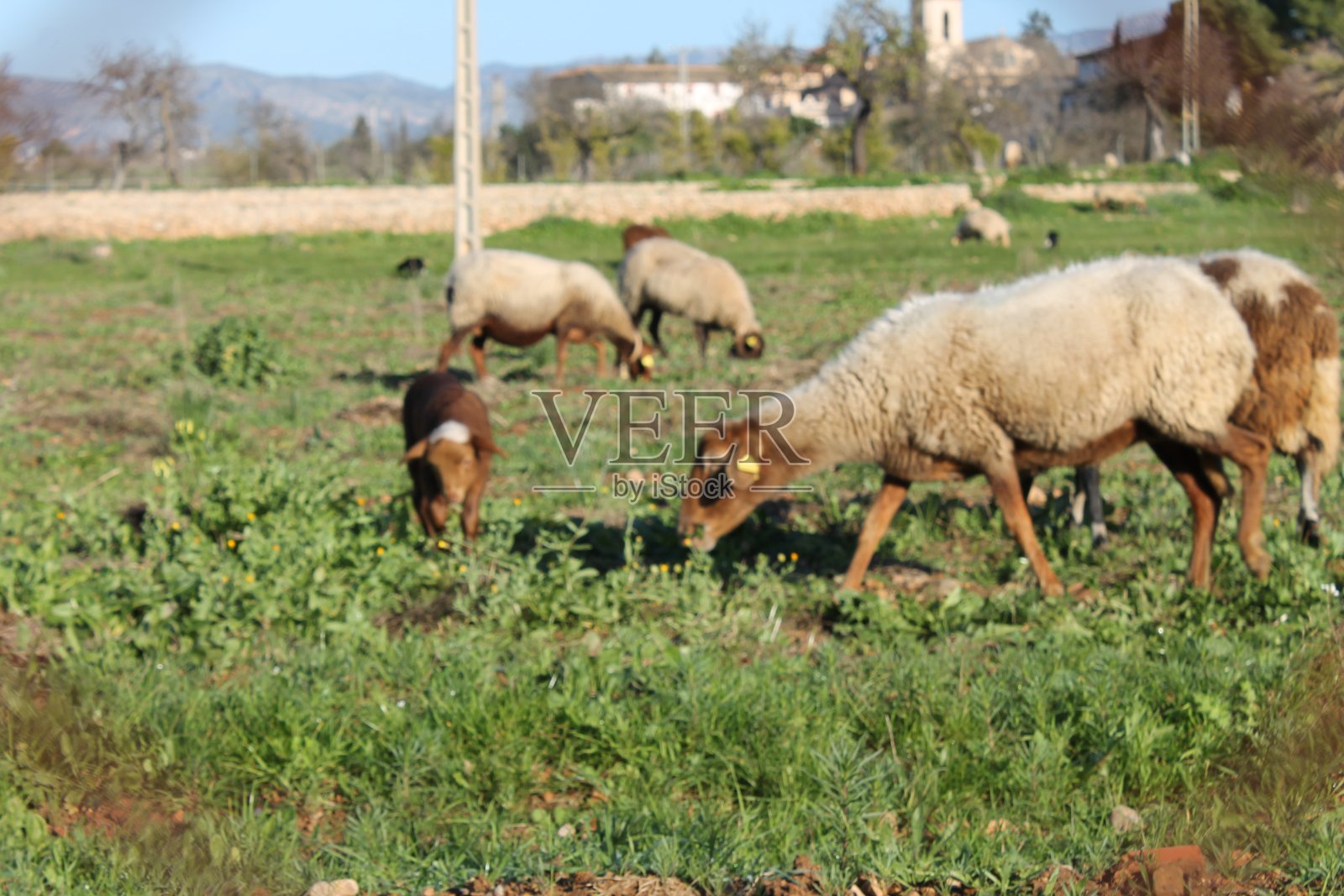 马略卡岛的帕尔马。巴利阿里群岛。西班牙照片摄影图片