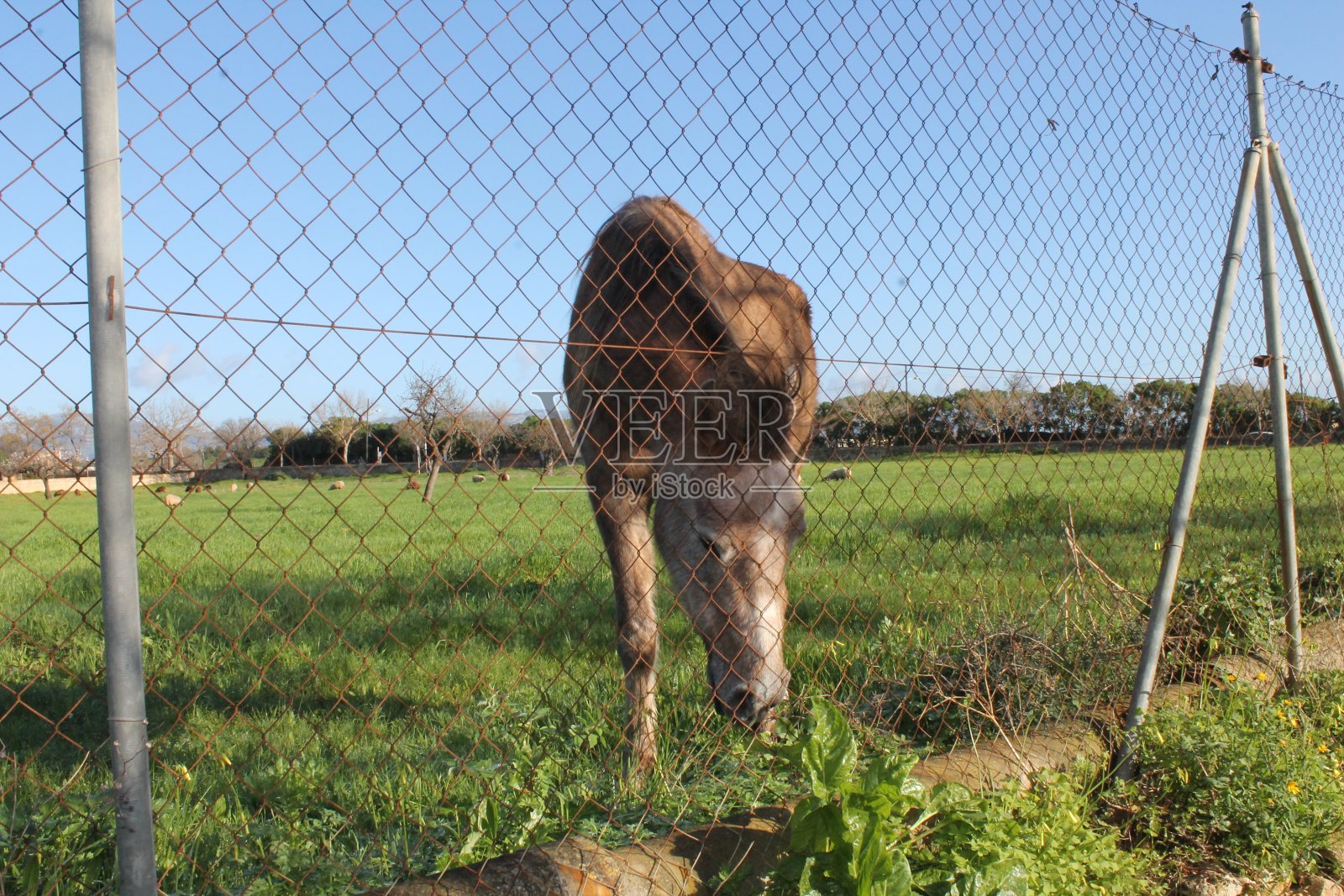 马略卡岛的帕尔马。巴利阿里群岛。西班牙照片摄影图片