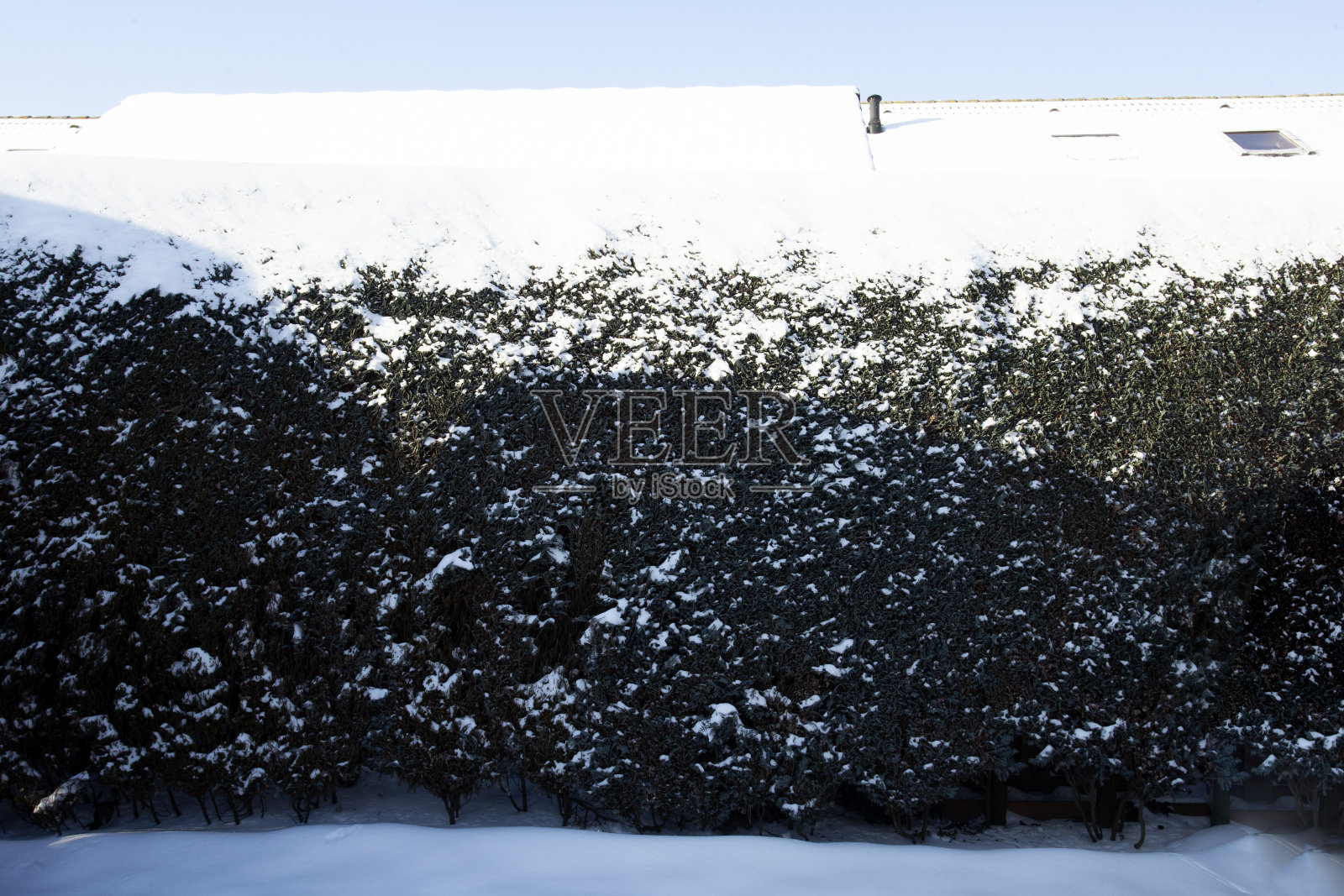 绿色的树篱在冬天覆盖着明亮的蓝色天空和舒适的屋顶家园，复制空间冬天的景观照片摄影图片