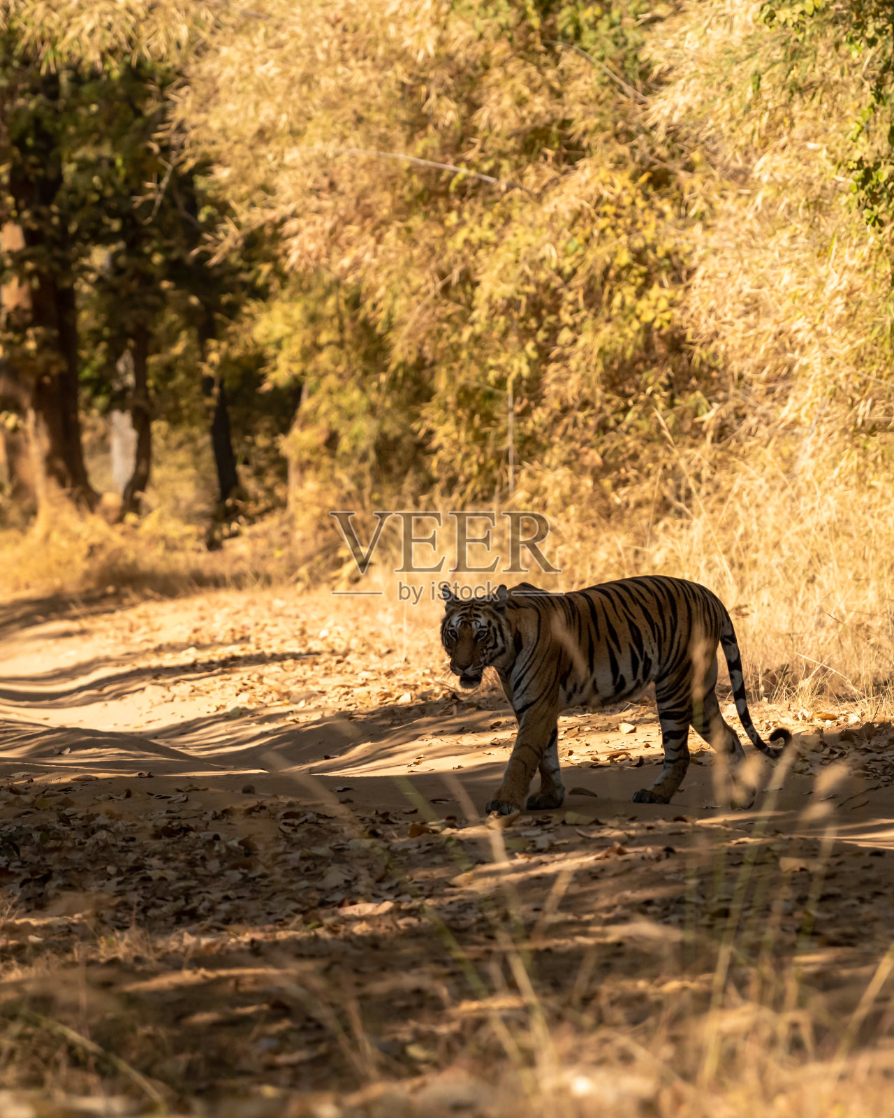 野生孟加拉母虎或母老虎行走或穿越森林的轨道或小道与目光接触在bandhavgara国家公园或老虎保护区umaria madhya pradesh印度-底格里斯河照片摄影图片