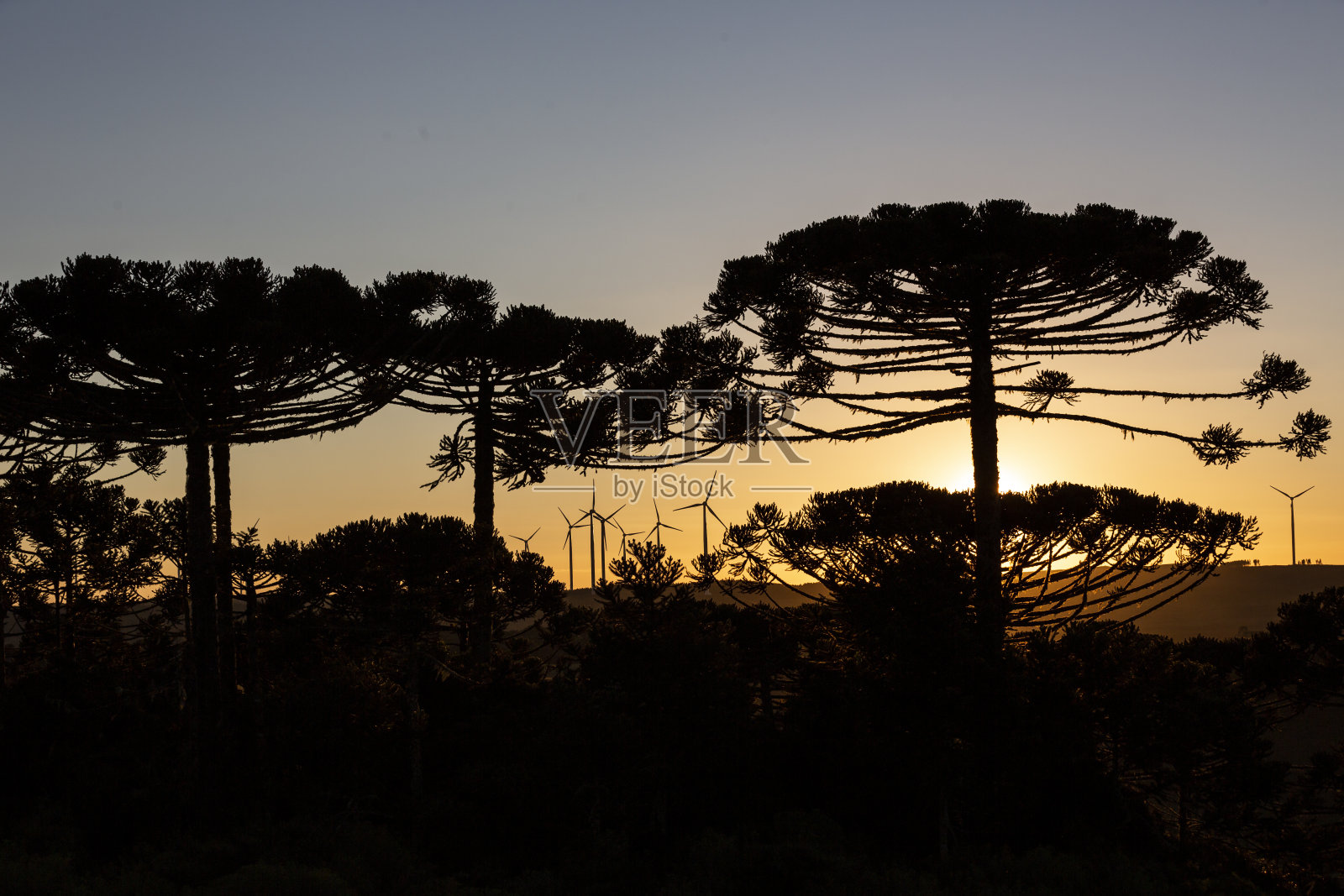 在圣卡塔琳娜山区，成群的南洋槐树和风力发电场最终在傍晚结束照片摄影图片