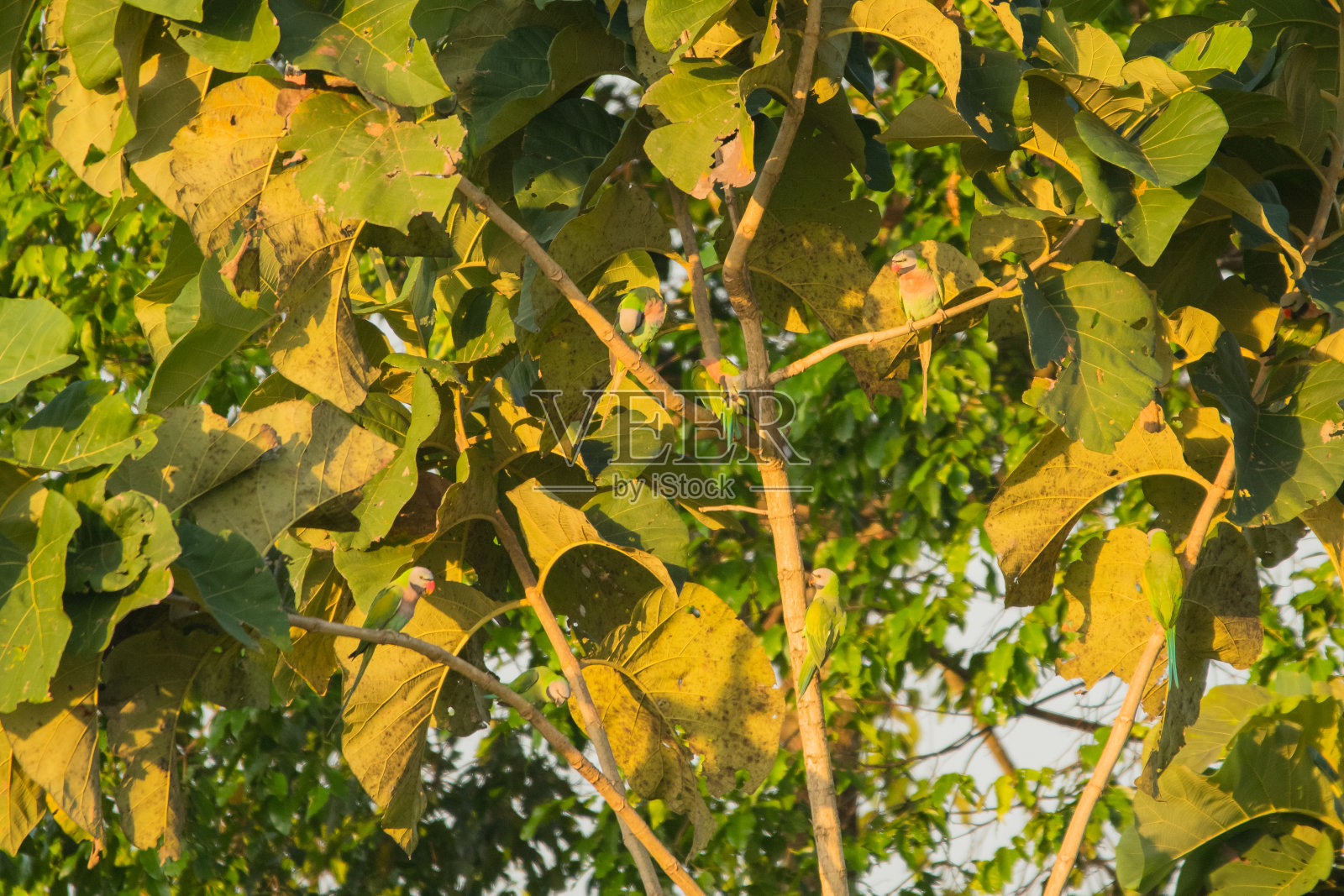 红胸鹦鹉/亚历山大鹦鹉照片摄影图片