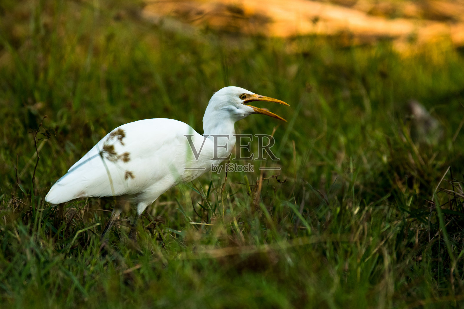 牛白鹭，朱鹭，越南照片摄影图片