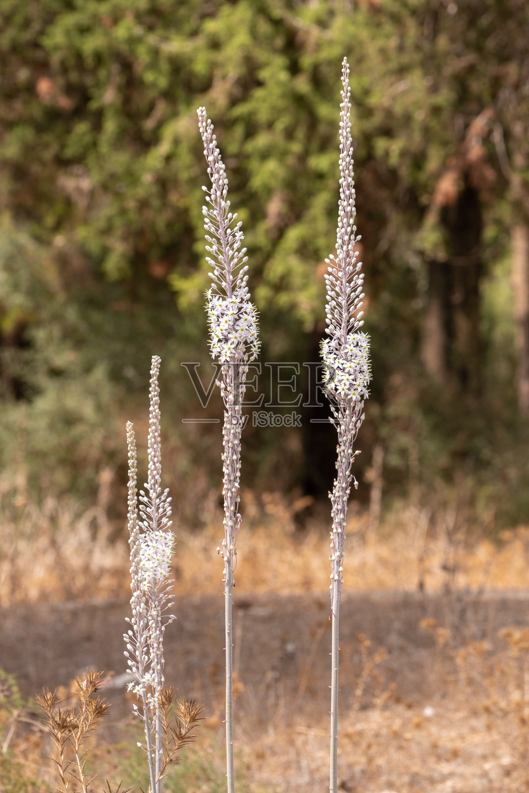 海葱，在以色列盛开照片摄影图片