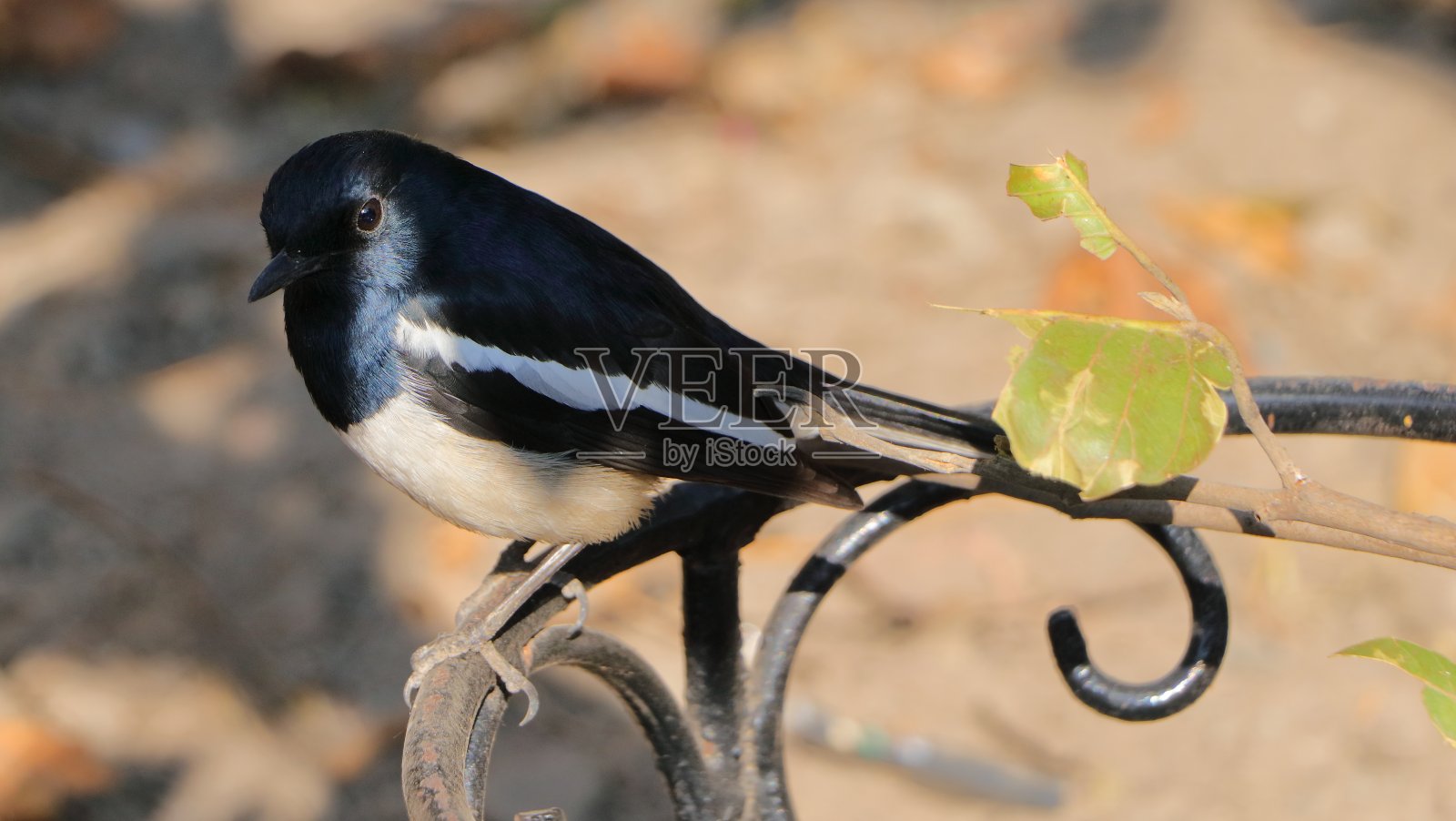 东方喜鹊是一种小型的雀形目鸟类，以前被归为鸫科的一员，但现在被认为是东半球的一种捕蝇鸟。它们是与众不同的黑白相间的长尾鸟。照片摄影图片