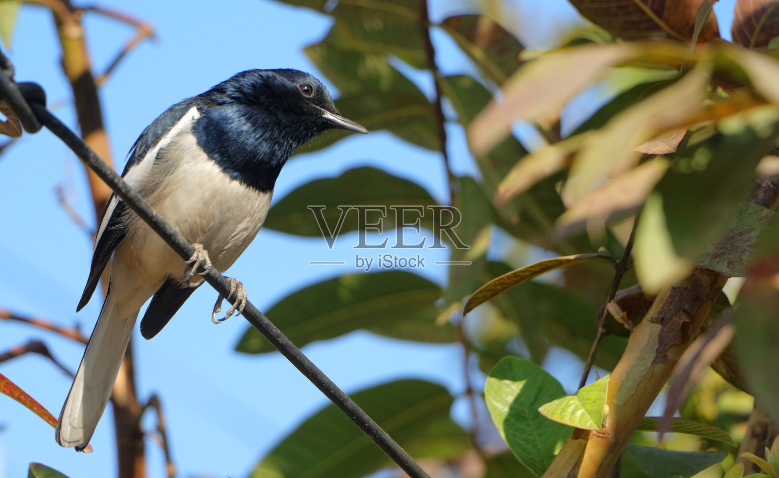 东方喜鹊是一种小型的雀形目鸟类，以前被归为鸫科的一员，但现在被认为是东半球的一种捕蝇鸟。它们是与众不同的黑白相间的长尾鸟。照片摄影图片