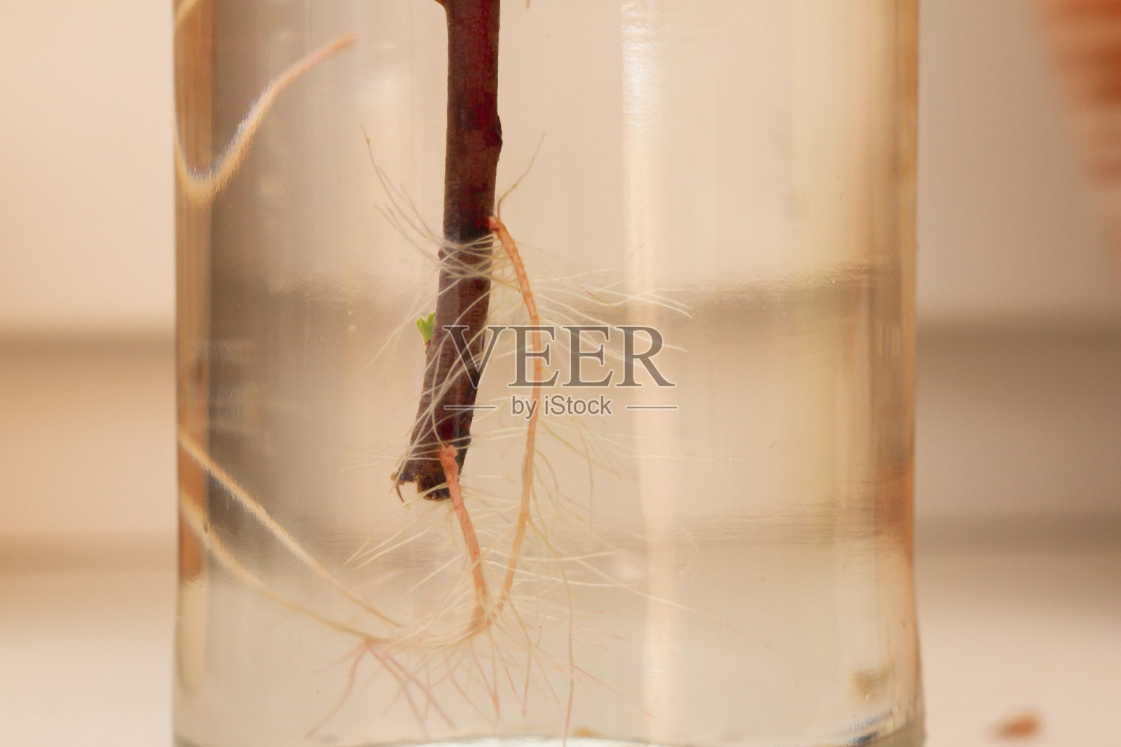 树的白色细根长在水里照片摄影图片