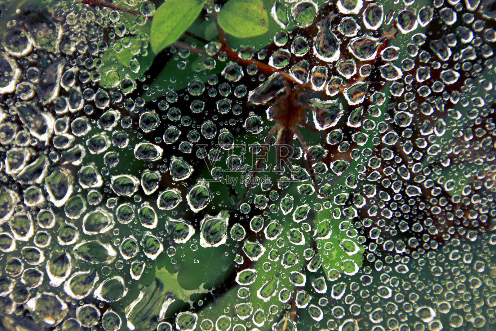 在蜘蛛网中捕捉到的清晨露珠的特写照片摄影图片