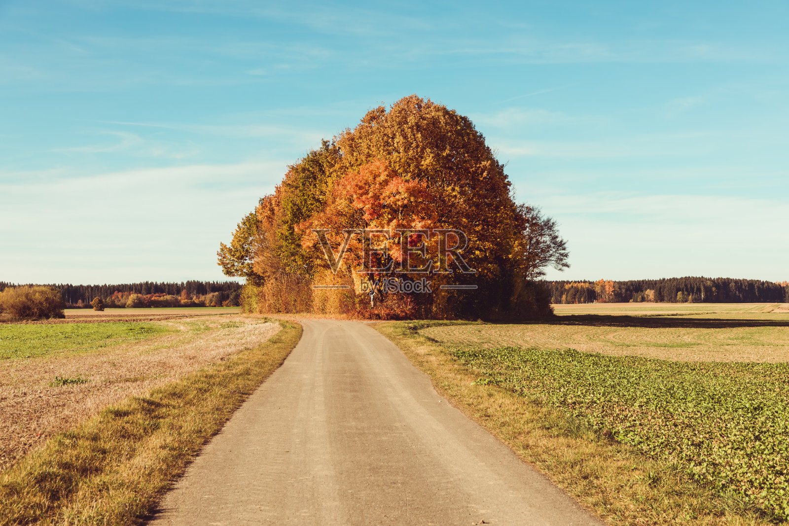 在德国巴伐利亚的田野之间的金色秋天树群照片摄影图片