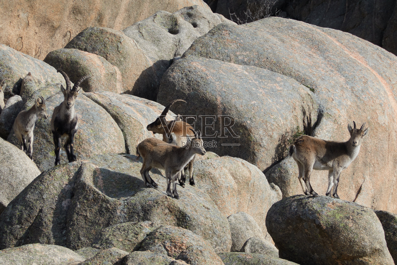 La Pedriza的一群山羊。瓜达拉马山国家公园。马德里的社区。西班牙照片摄影图片