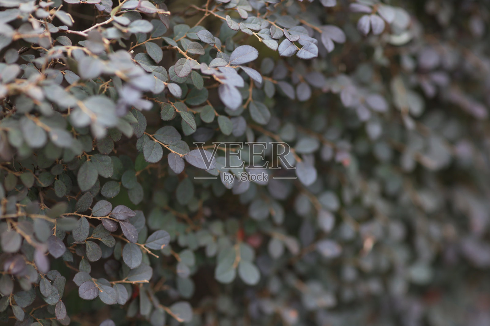 绿叶图案与背景照片摄影图片