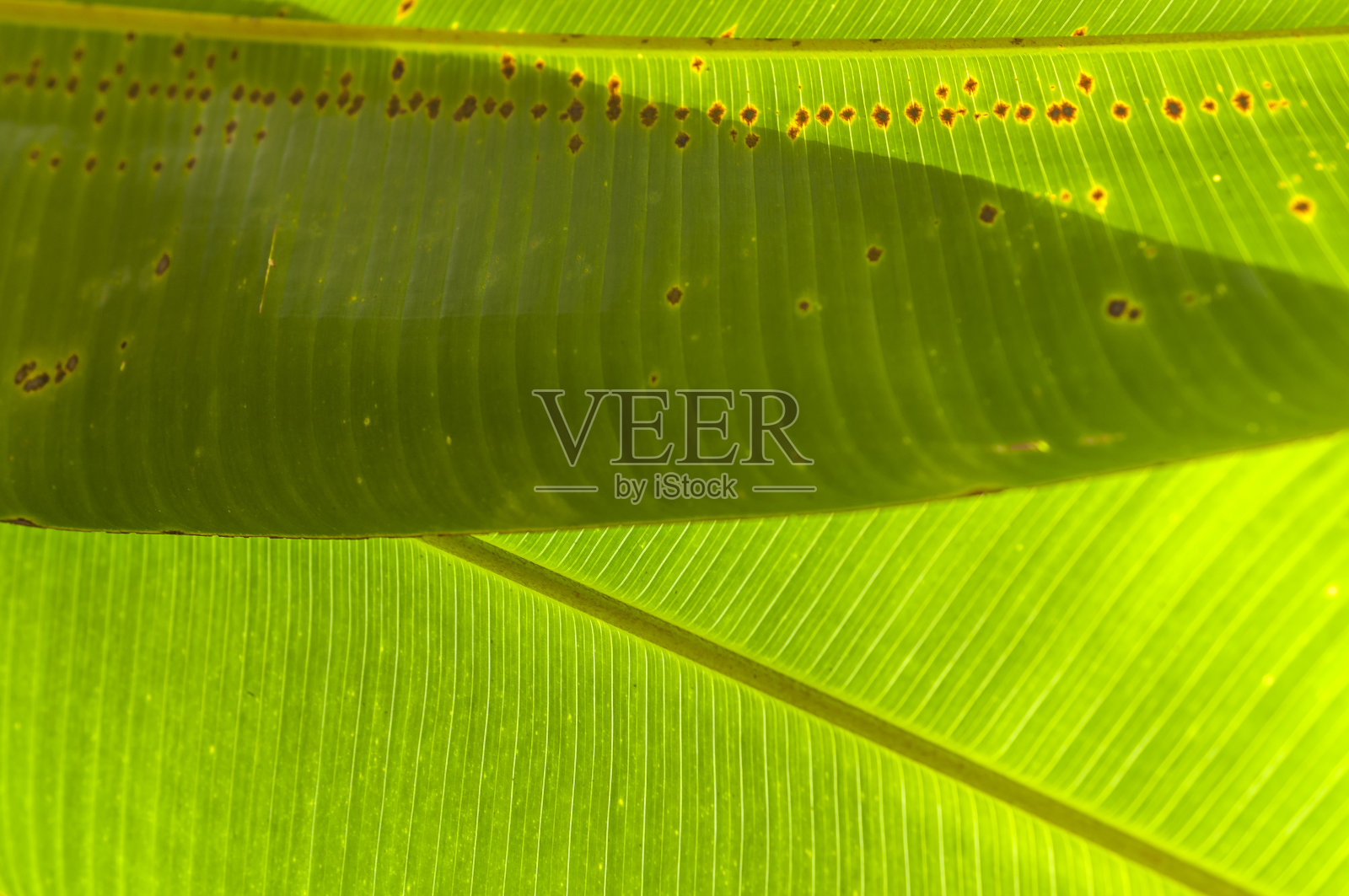 植物的背景照片摄影图片