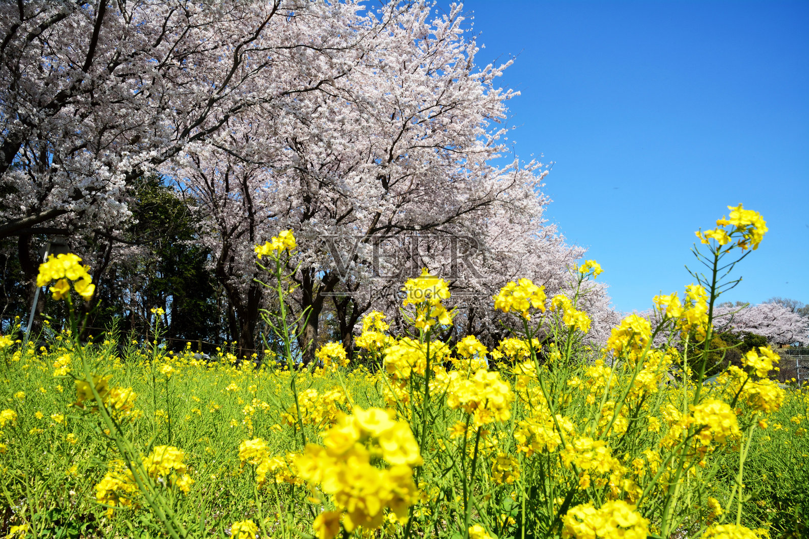 在湛蓝的天空下，河岸上一排排的樱花树开满了油菜花照片摄影图片