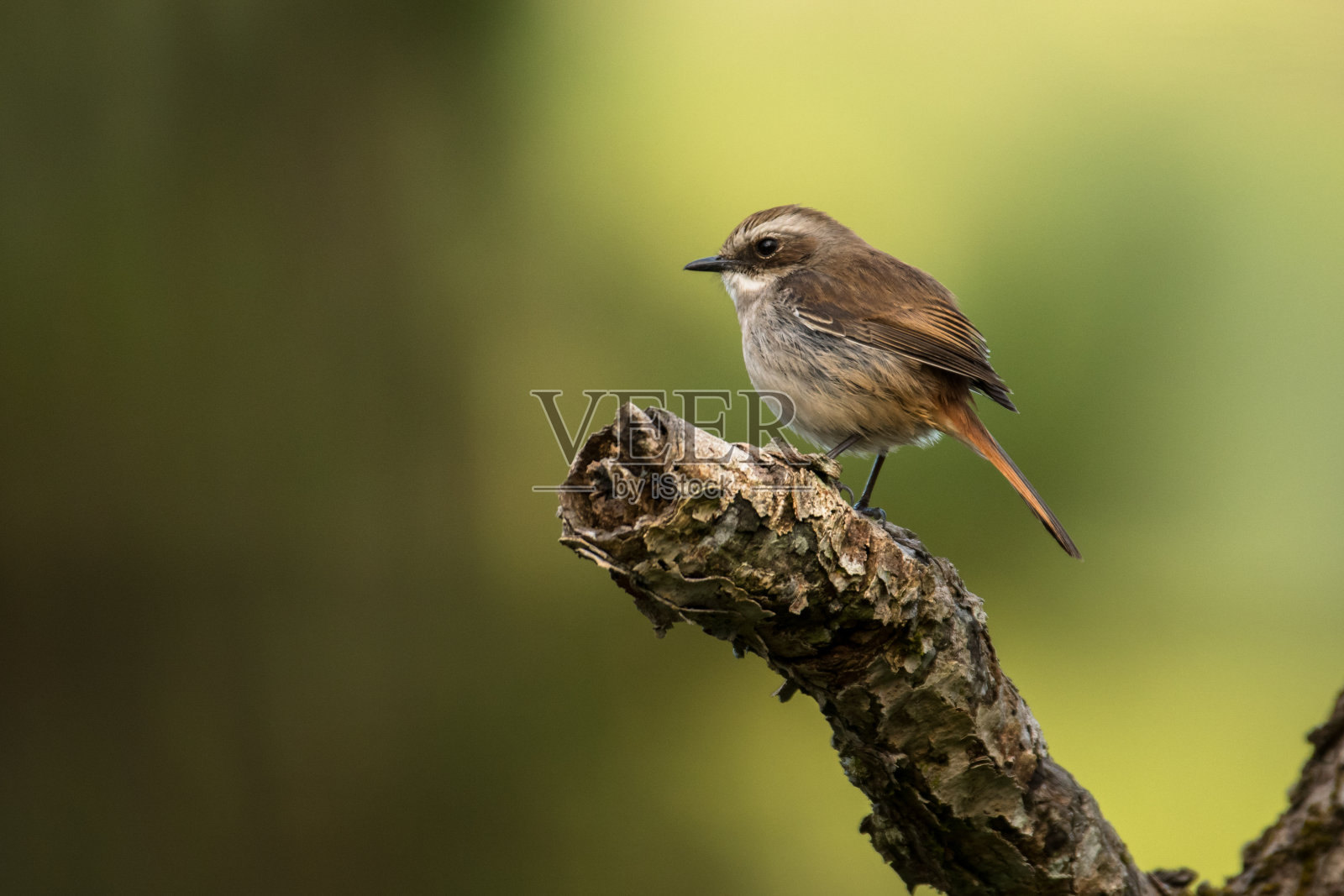 灰丛聊天，费雷乌斯萨克斯照片摄影图片