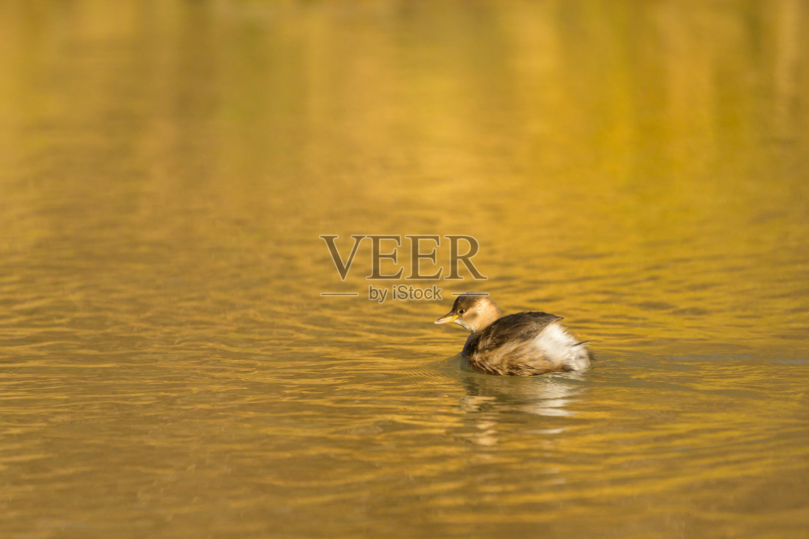一只小鸊鷉在河里游泳照片摄影图片