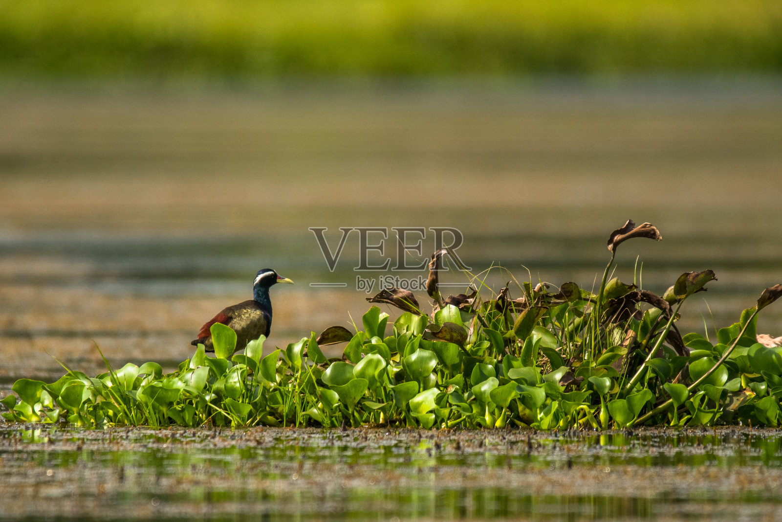 青铜翼Jacana, Metopidius indicus，越南。照片摄影图片