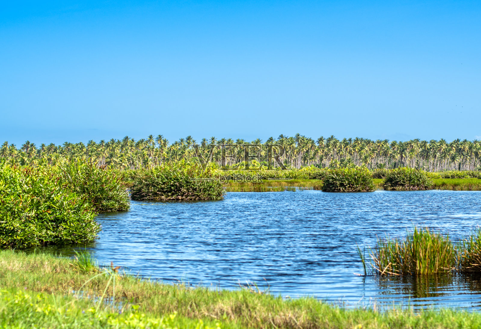 地平线上有一片椰子树的热带沼泽池塘。照片摄影图片