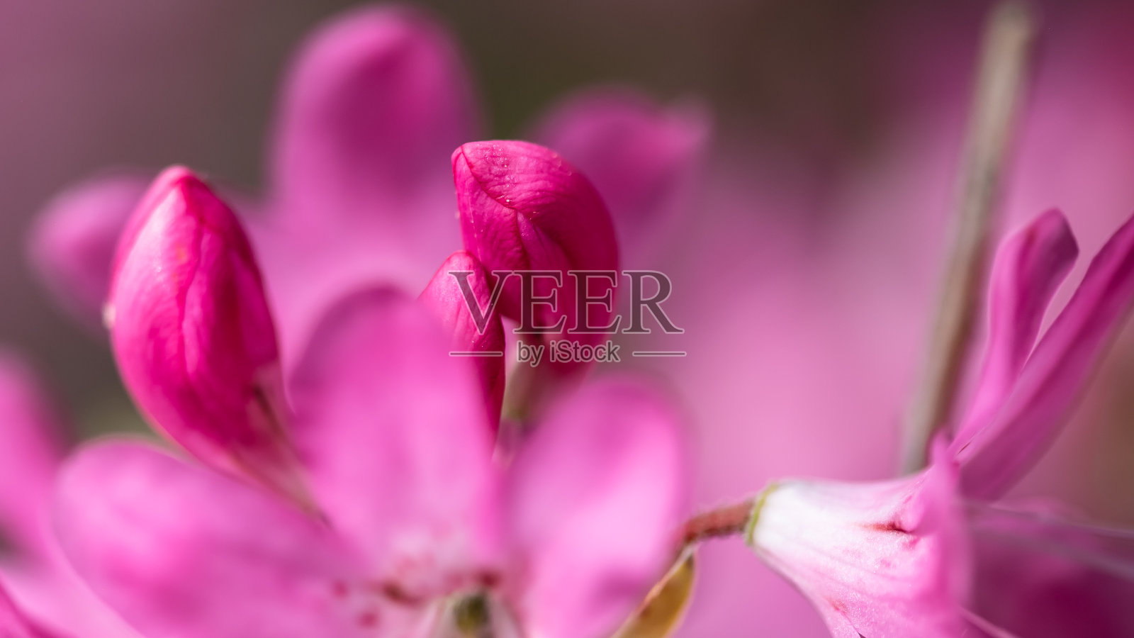 美丽的杜鹃花盛开在蓝岭公园大道上照片摄影图片