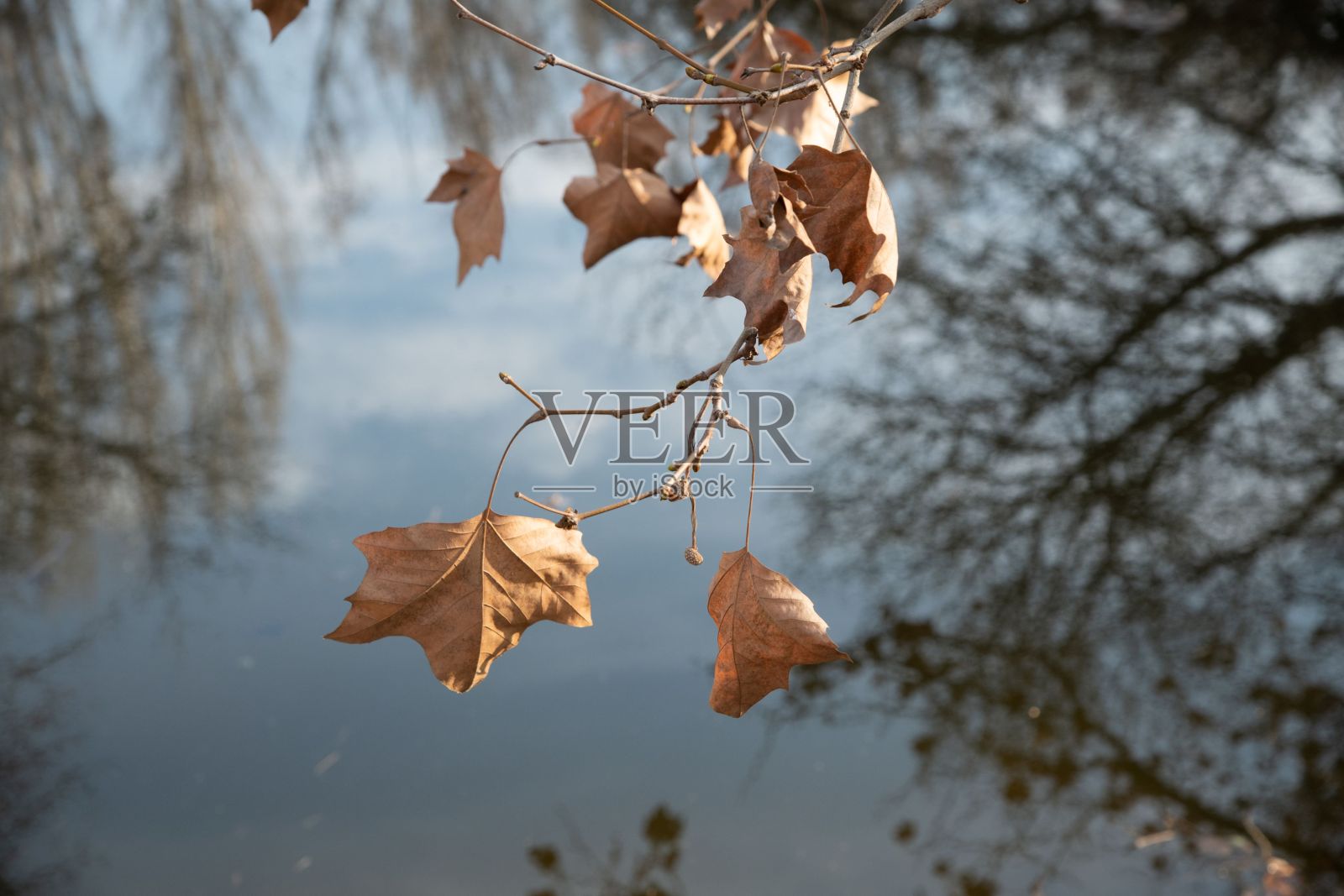 水面上的褐色叶子照片摄影图片