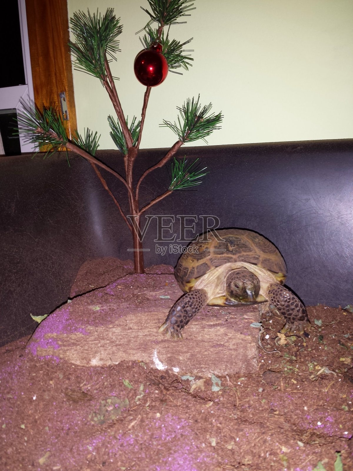 给乌龟的圣诞节照片摄影图片