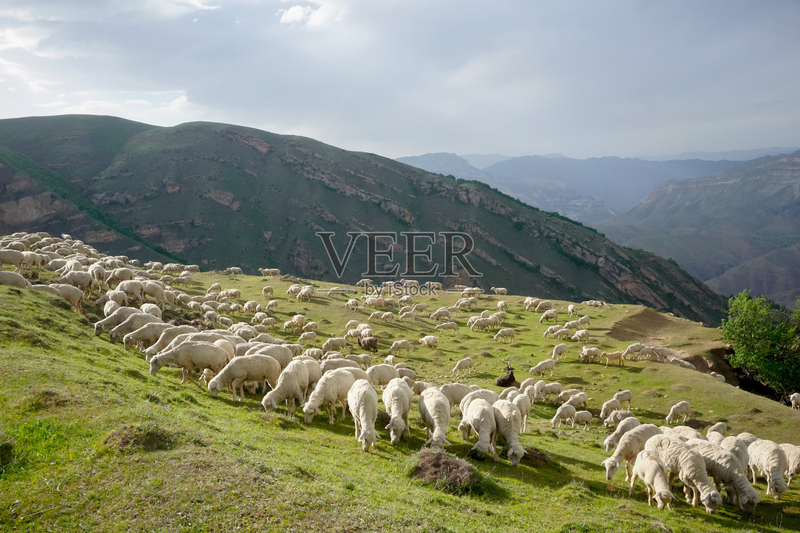 日落时分，一群公羊和绵羊在美丽的绿色草地上照片摄影图片