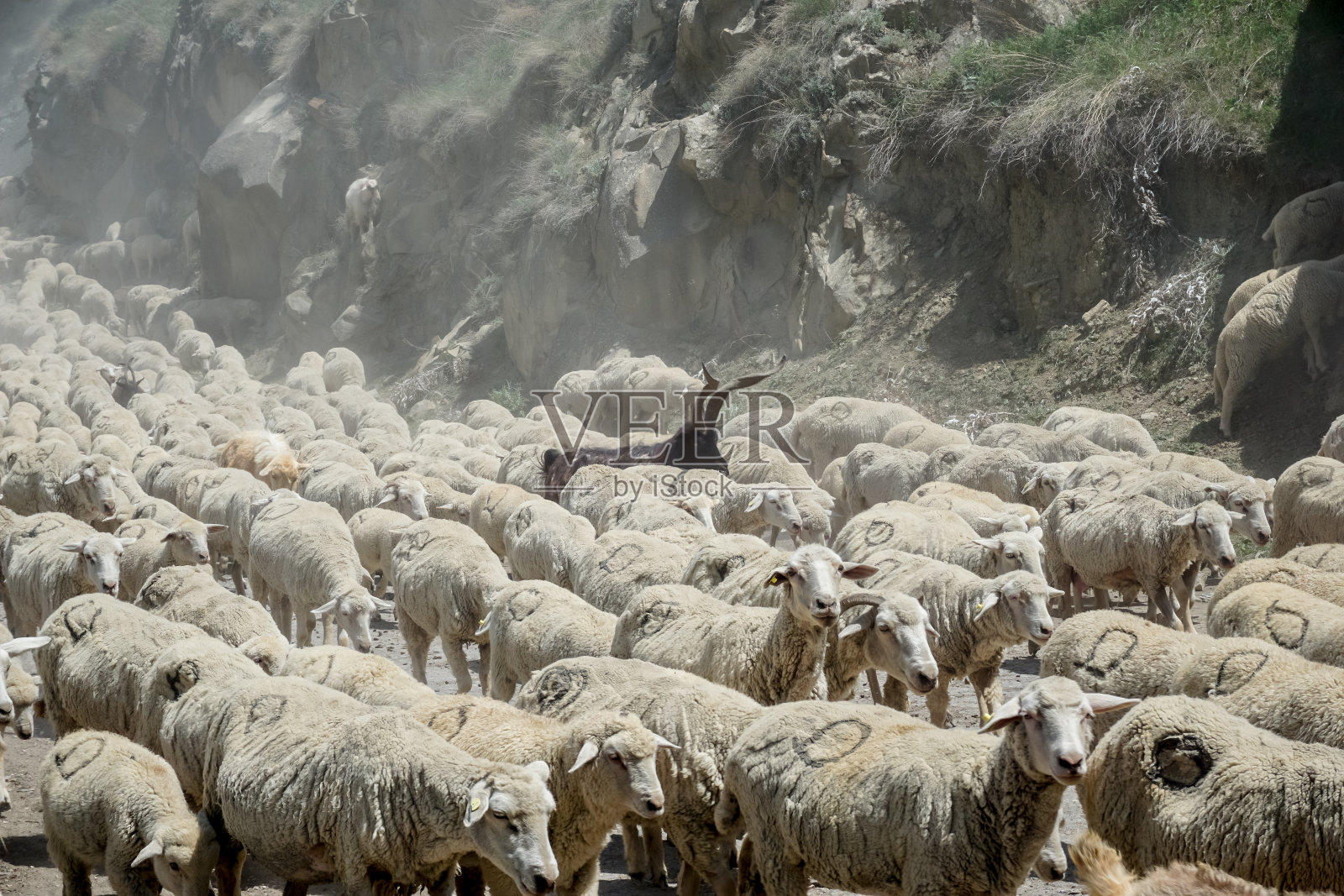 在达吉斯坦赶着一大群公羊和绵羊照片摄影图片