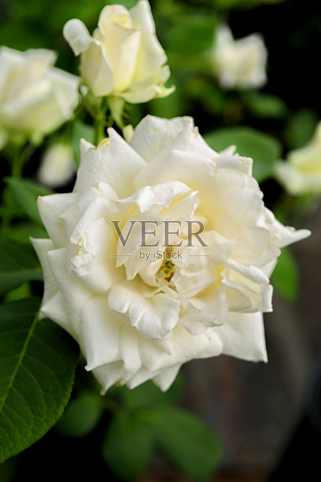 该品种的白色玫瑰花，在绿色叶子的背景上照片摄影图片