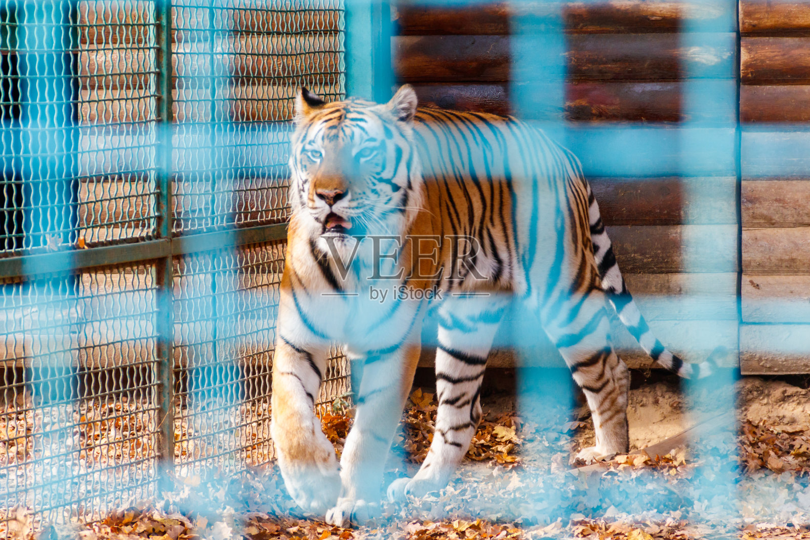 动物园里笼子里的老虎照片摄影图片