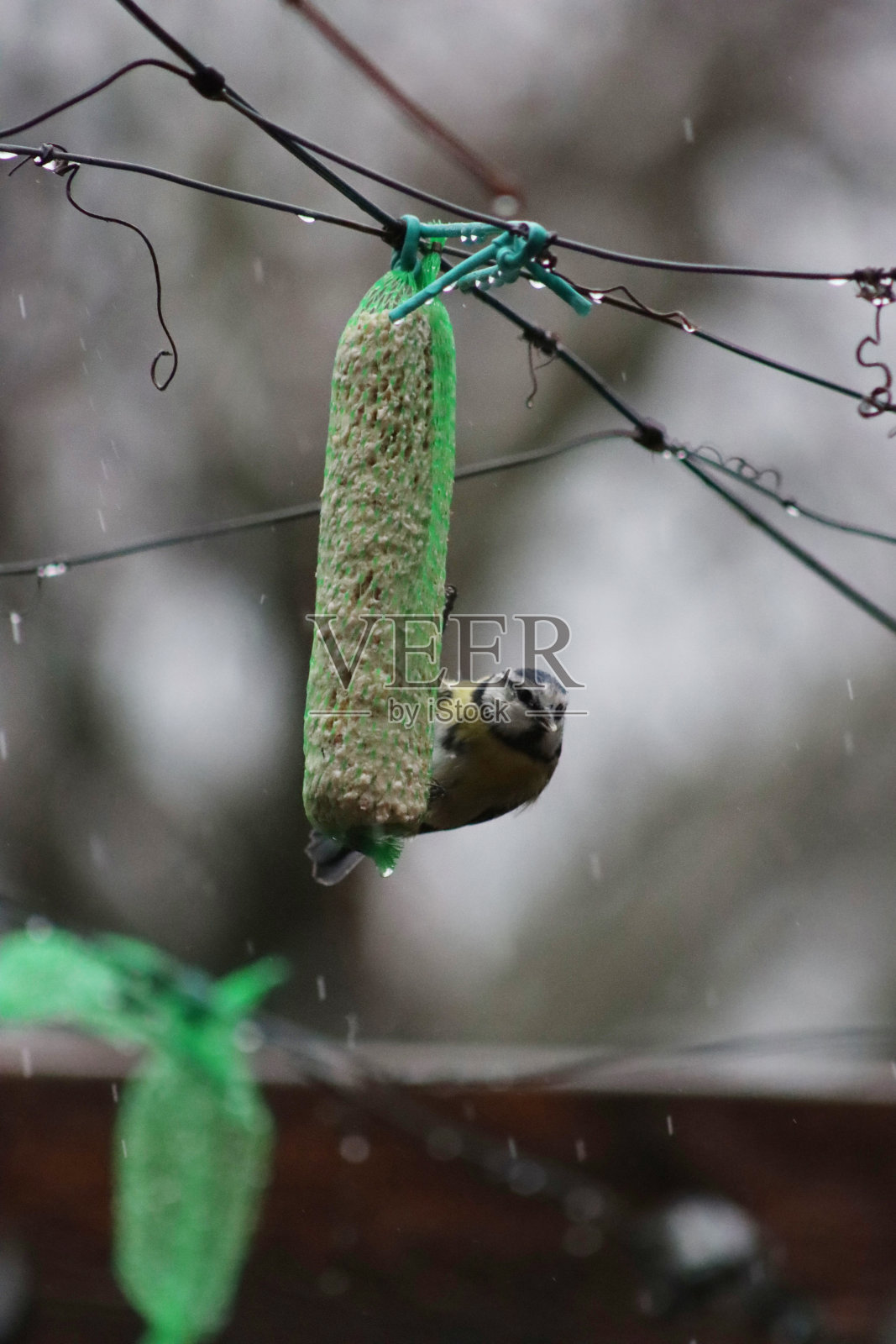 大山雀吃脂肪和种子的特写照片摄影图片