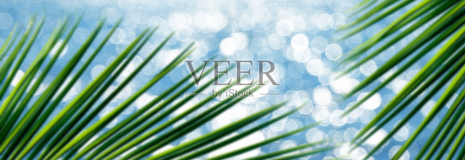 靠近绿色的棕榈树叶子在闪亮的海景照片摄影图片