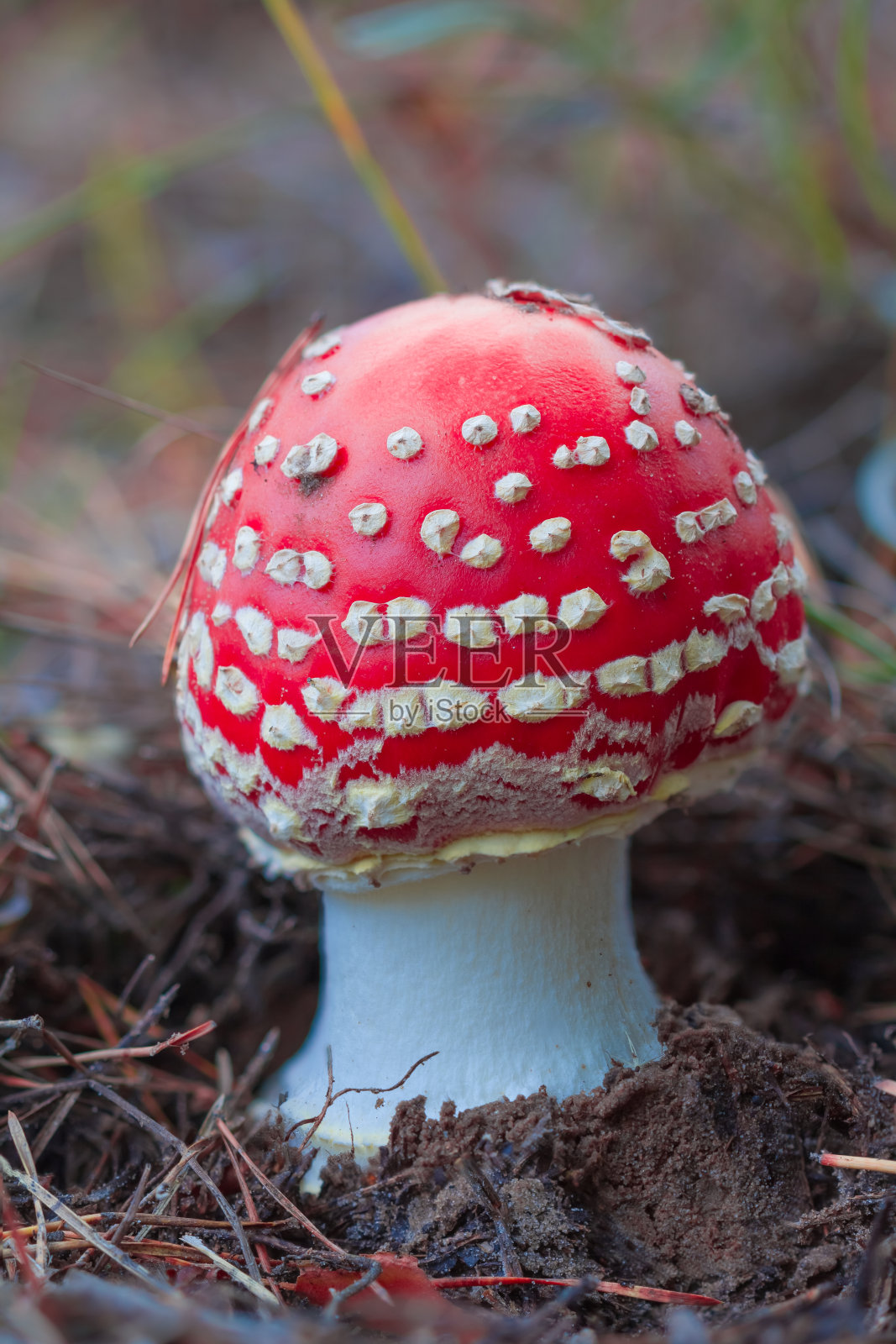 特写镜头flyagaric蘑菇照片摄影图片