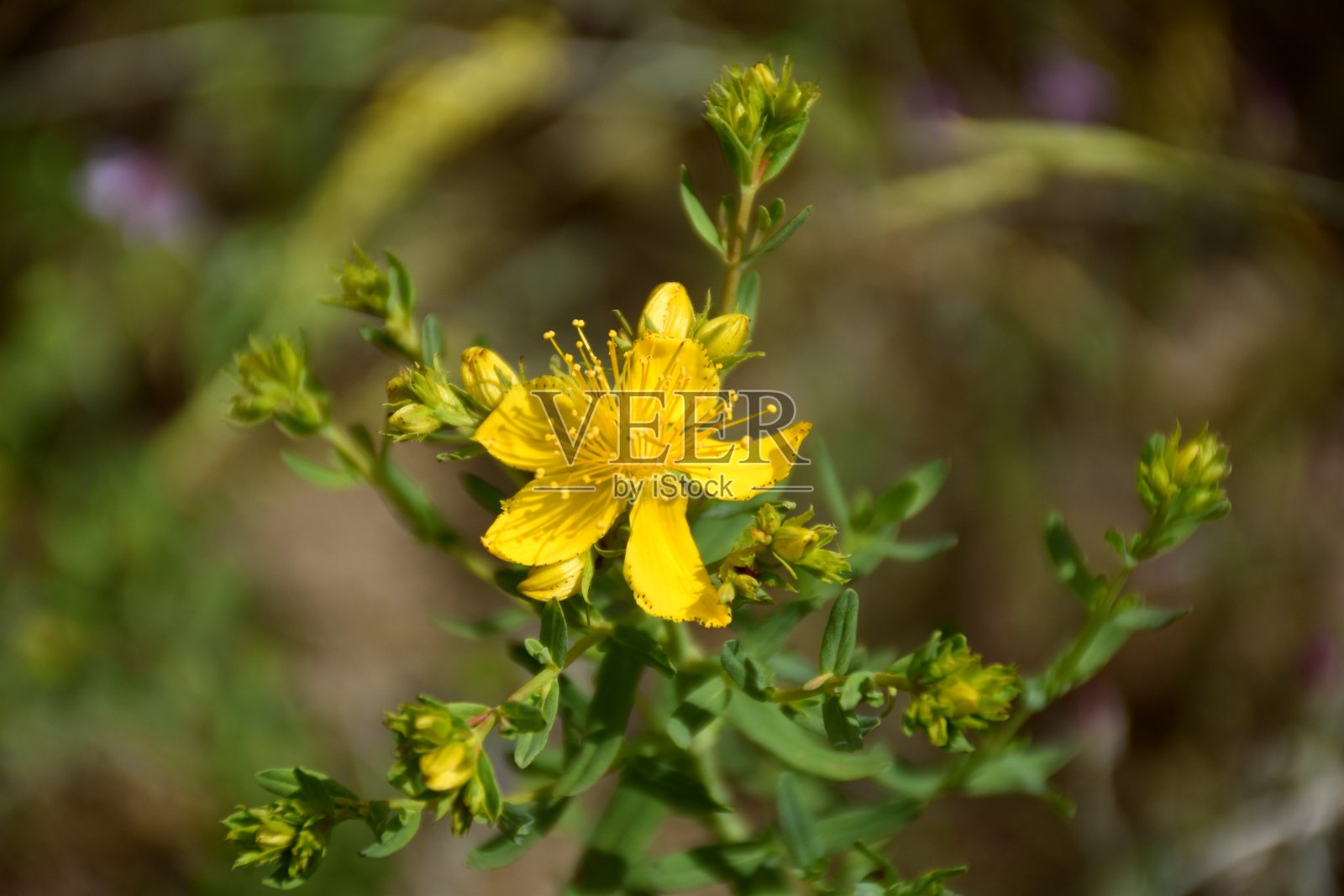 贯叶连翘，外用可加速伤口愈合。照片摄影图片