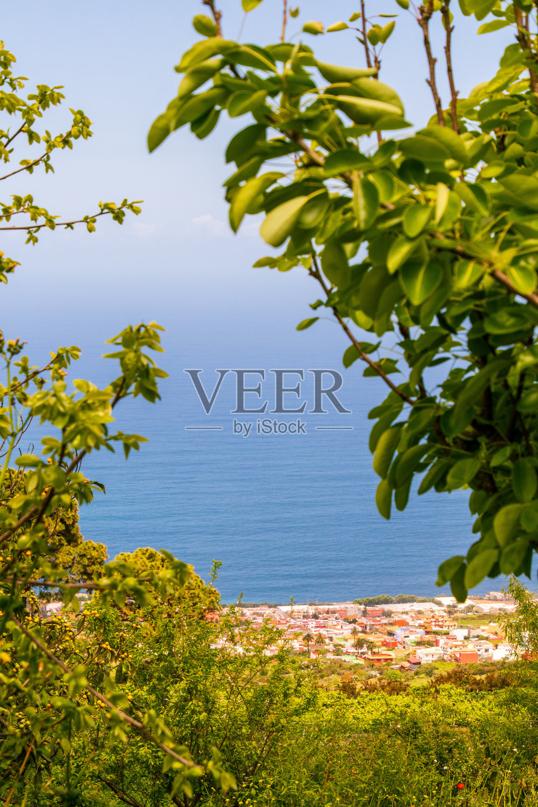 特内里费岛海岸，位于树枝和树叶之间照片摄影图片