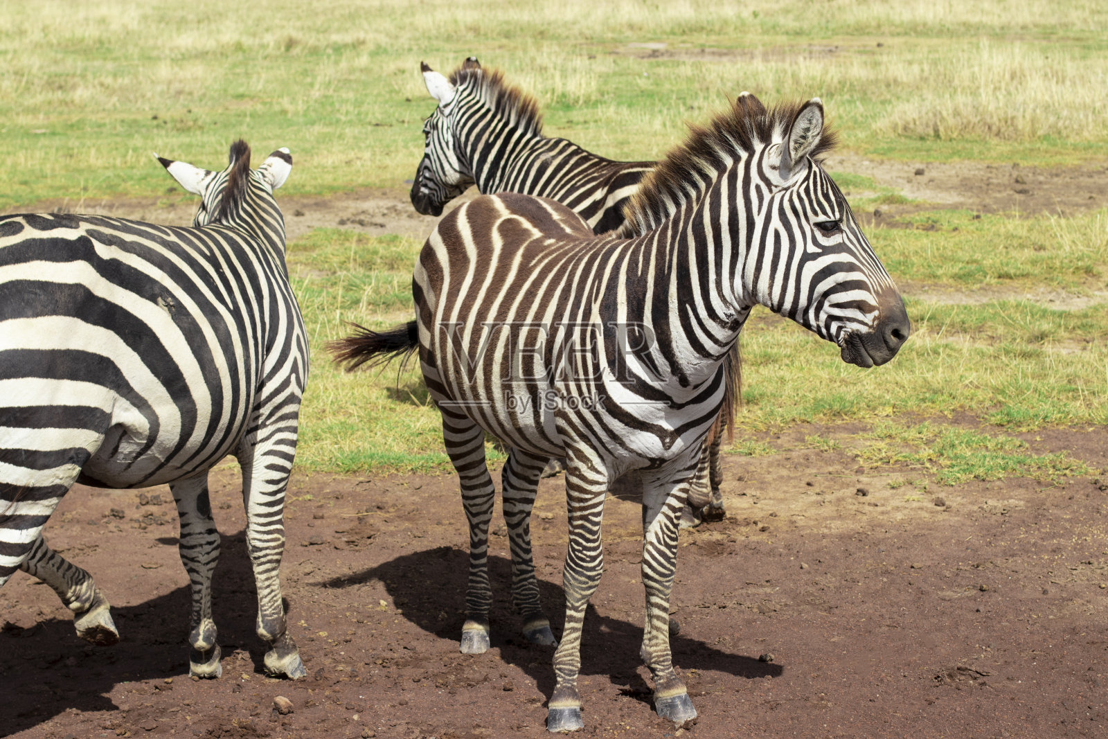 在坦桑尼亚恩戈罗戈罗火山口的狩猎活动中行走的斑马，特写镜头照片摄影图片