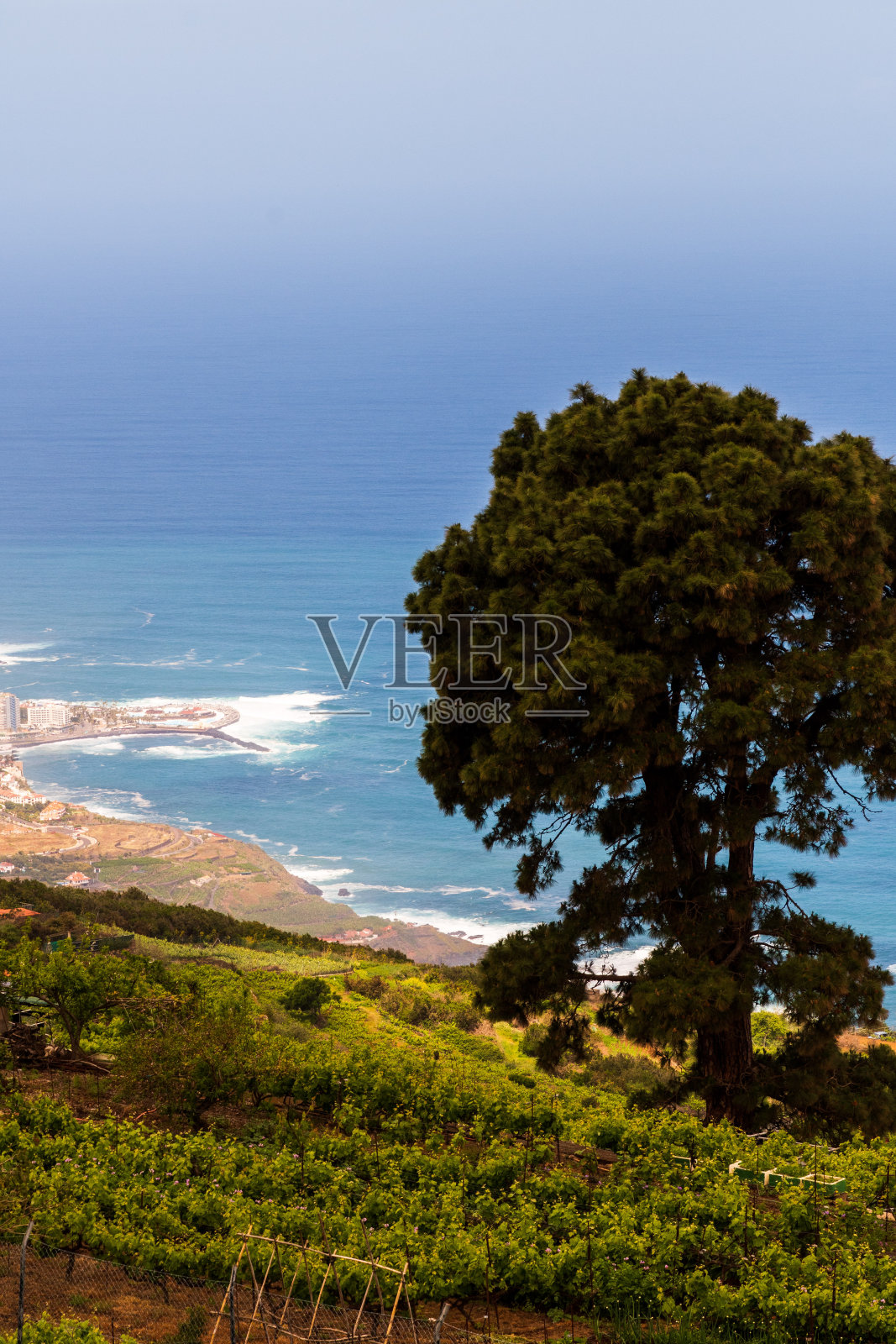 以棕榈树和大海为背景的景观照片摄影图片
