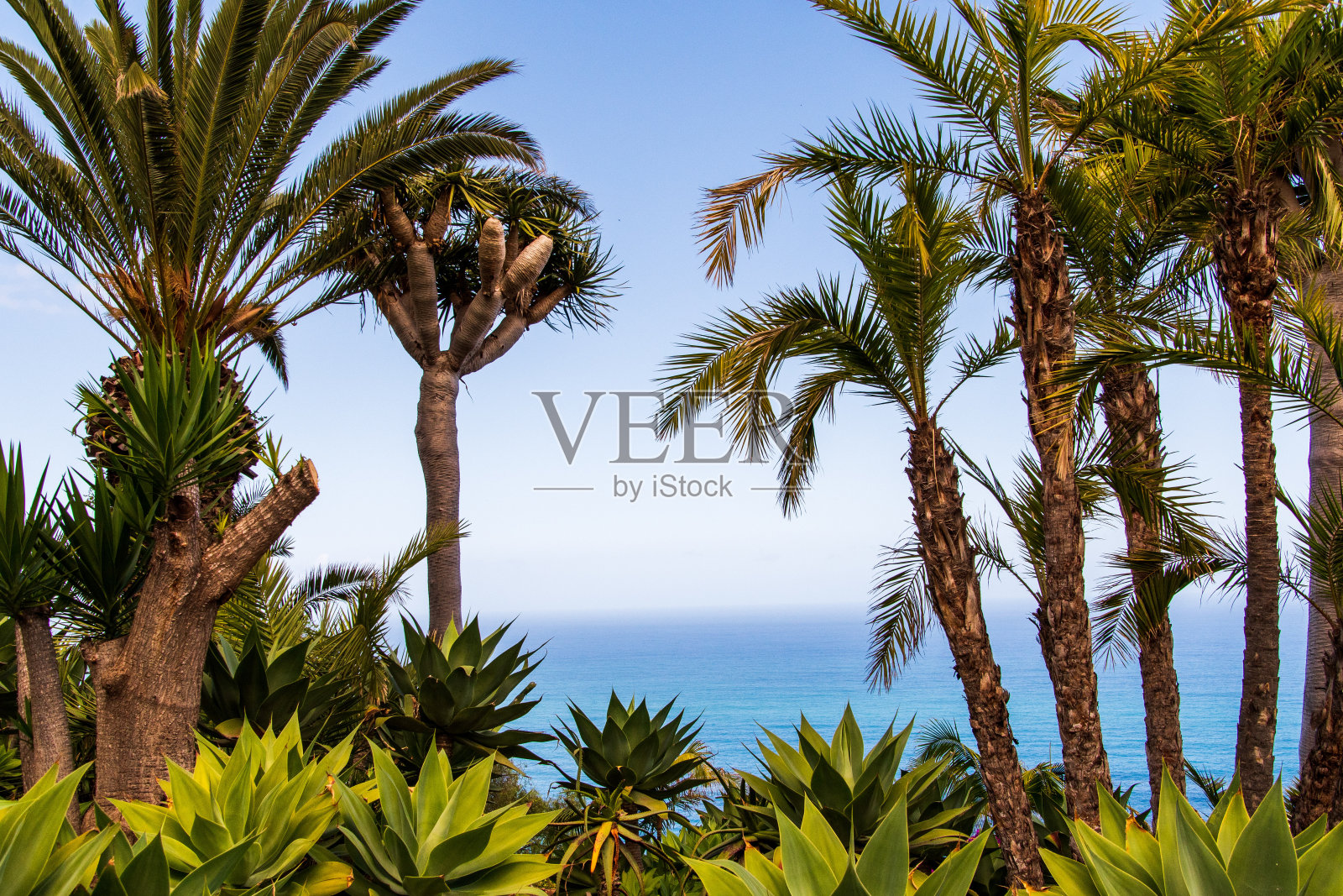 背景是大海的棕榈树照片摄影图片