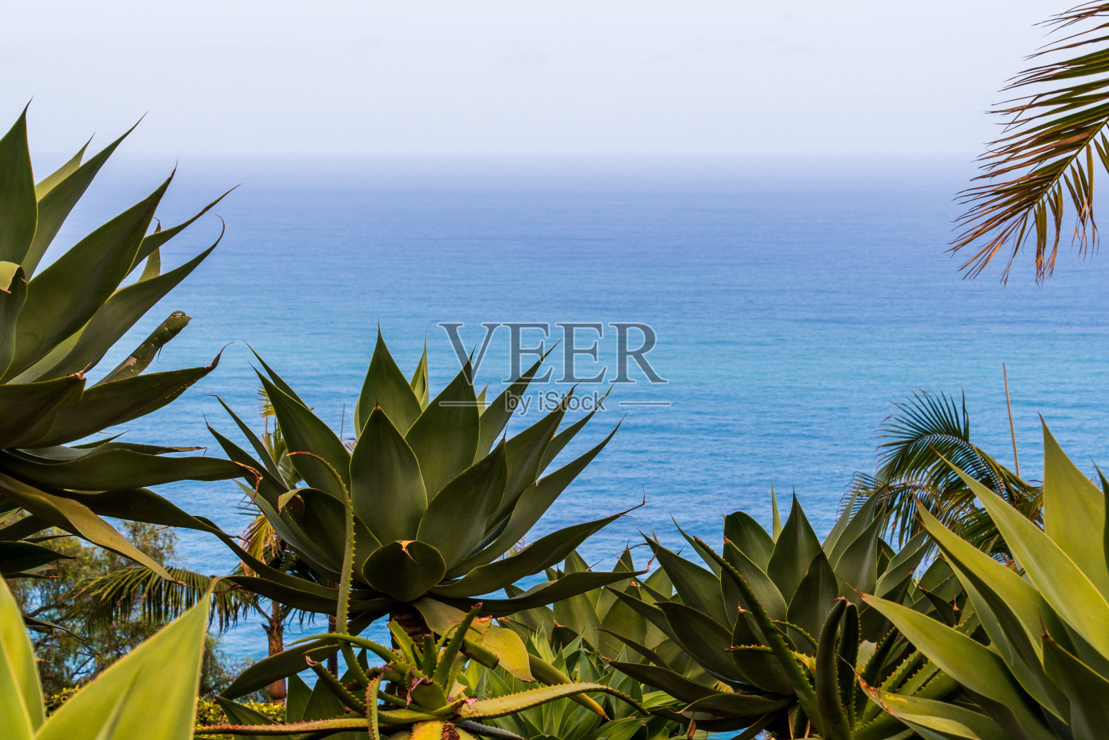 背景是大海的棕榈树照片摄影图片