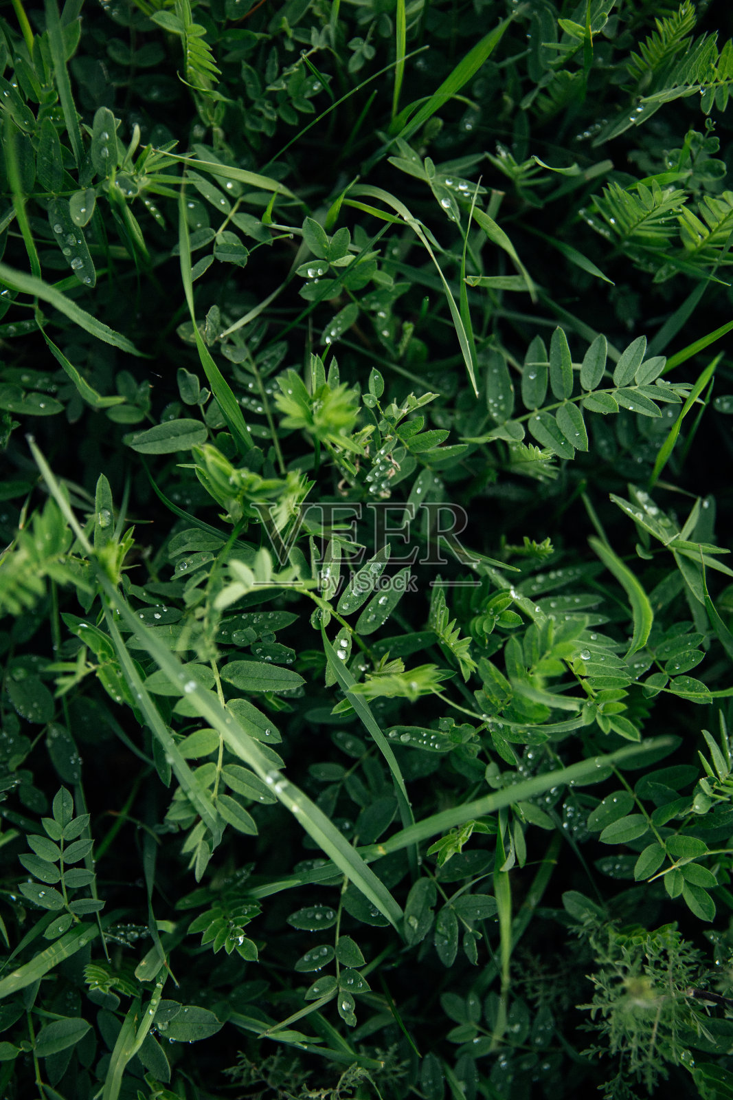 绿草如茵的草地上有露珠照片摄影图片