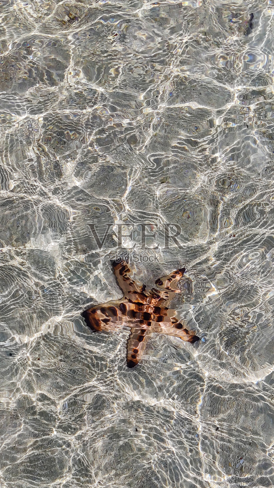 在一个阳光明媚的日子里，沙滩上闪闪发光的海星。照片摄影图片