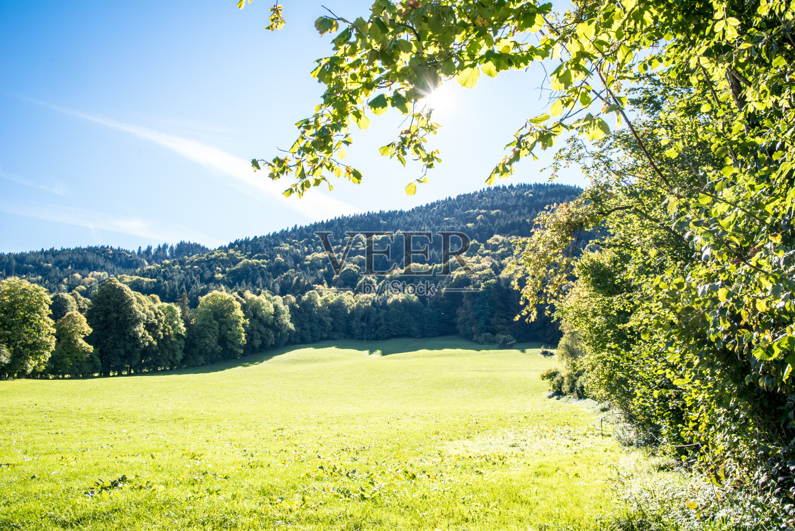 山上树木茂盛，阳光下是一片郁郁葱葱的草地照片摄影图片
