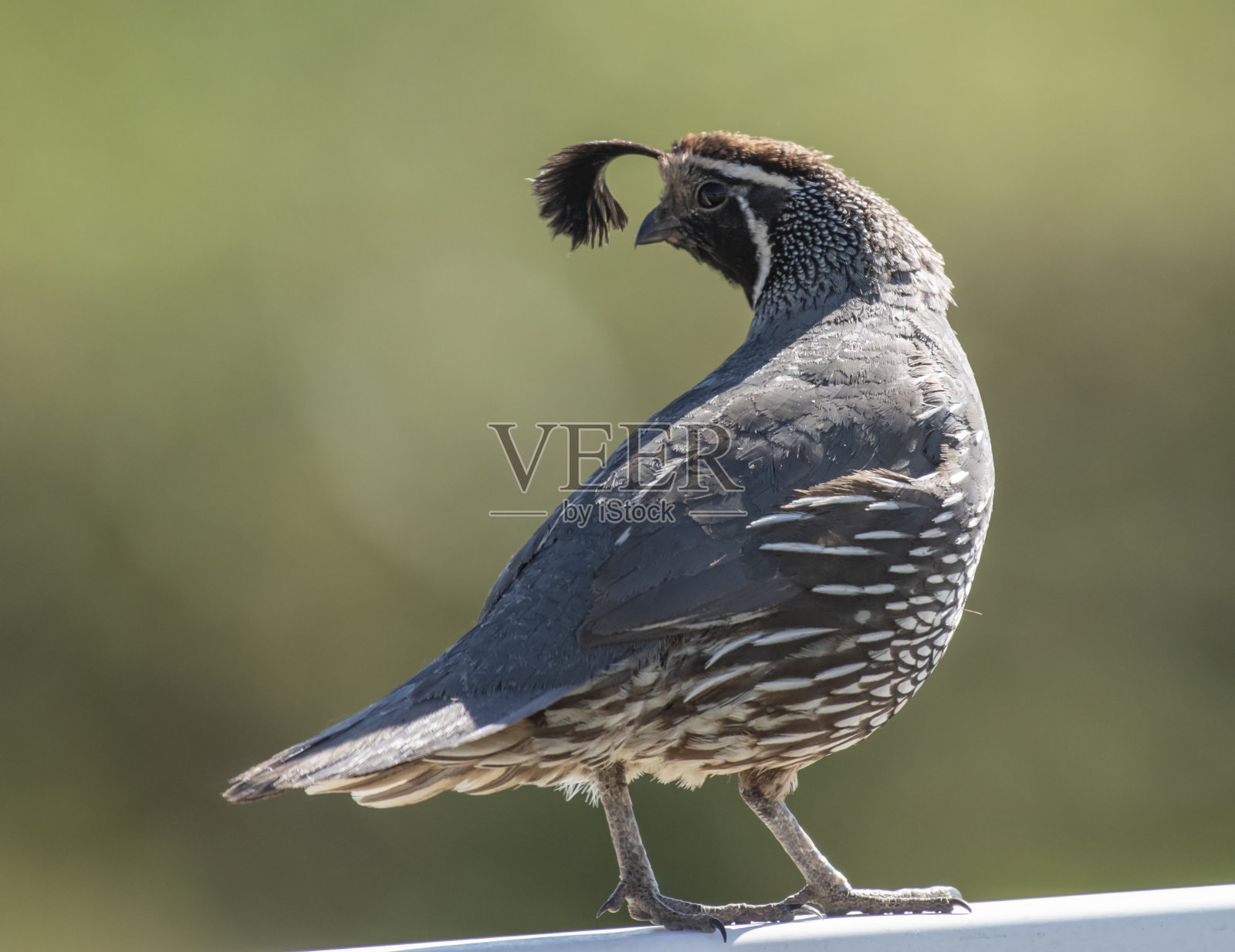 北谷的加利福尼亚鹌鹑照片摄影图片