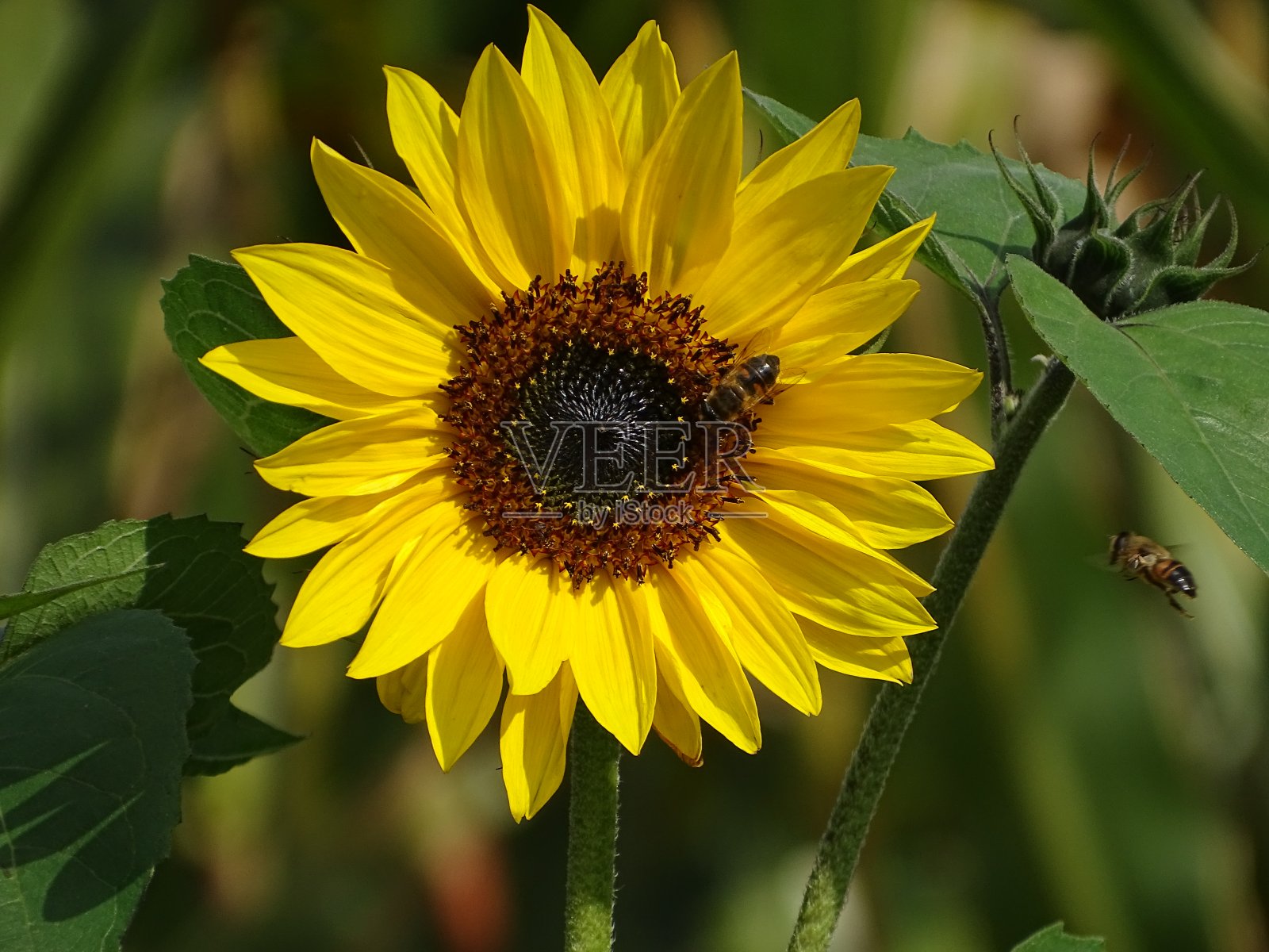 向日葵和蜜蜂照片摄影图片