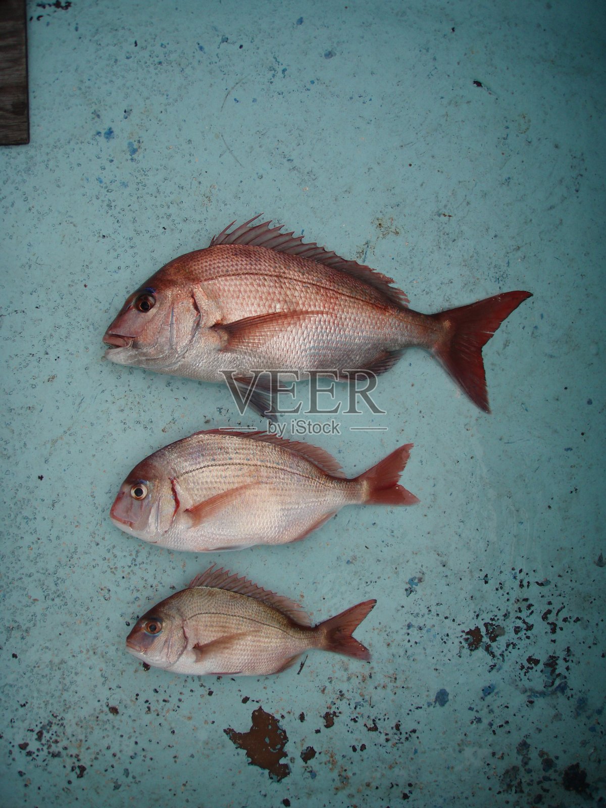 红海鲷鱼身体摄影照片摄影图片