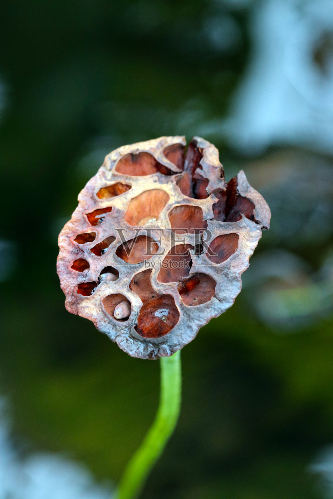非常奇怪和奇异的形状“印度莲花”花托(Torus)与种子照片摄影图片