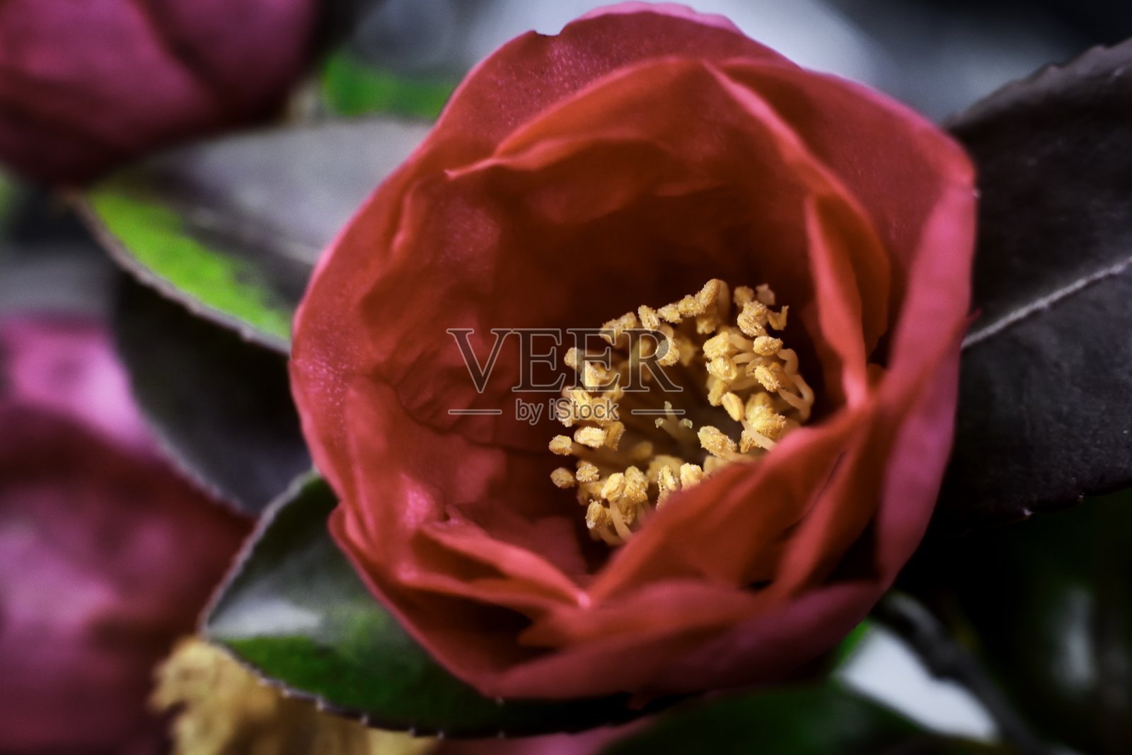 山茶花花照片摄影图片